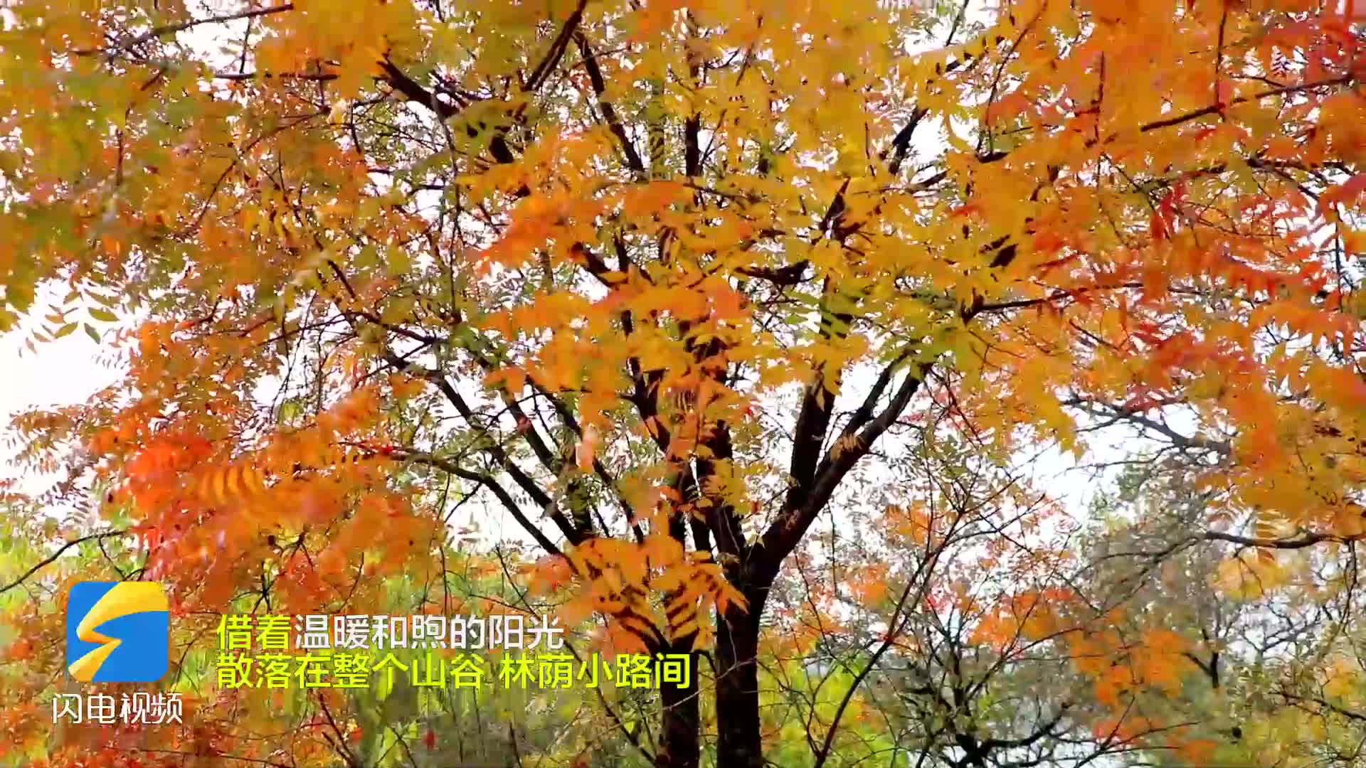 枣庄台儿庄张山子镇黄丘山森林公园初冬景色美如画