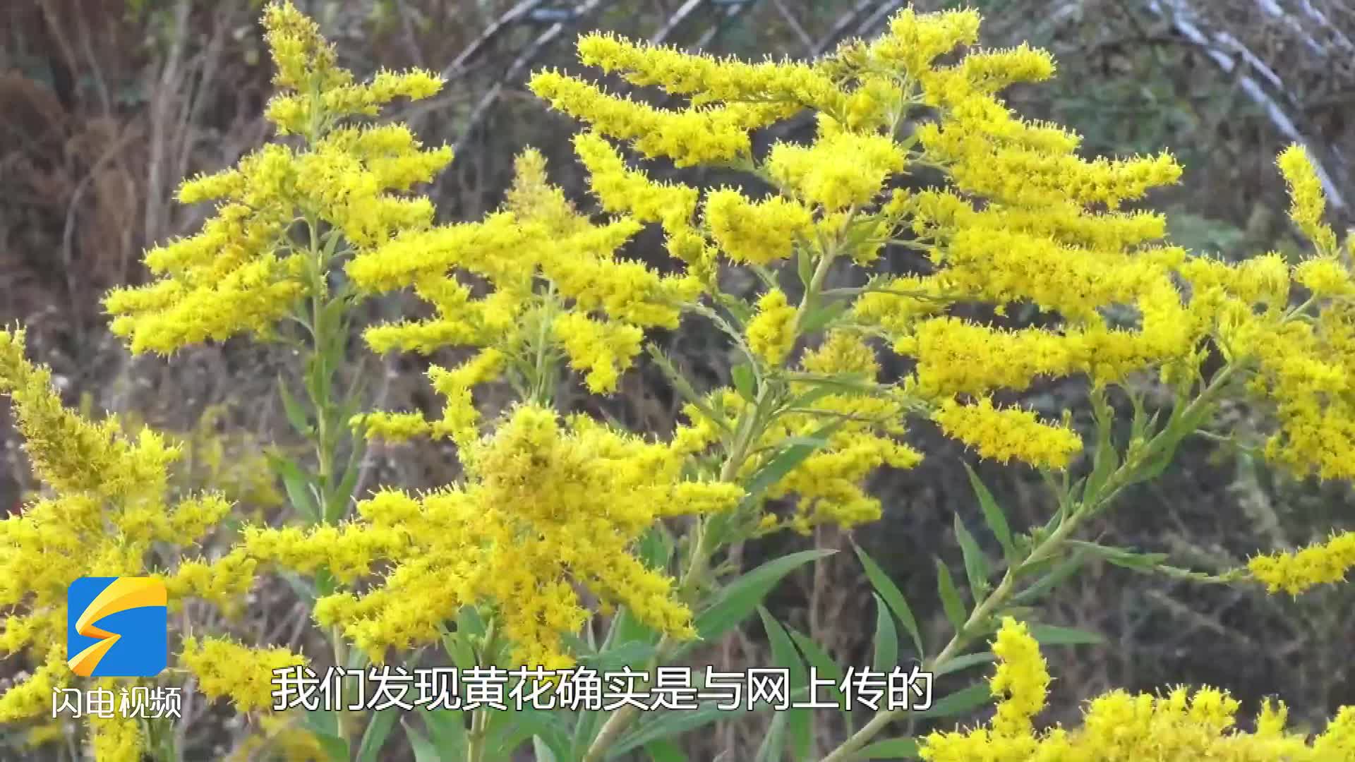 济南高新区一小区发现外来入侵物种——加拿大一枝黄花