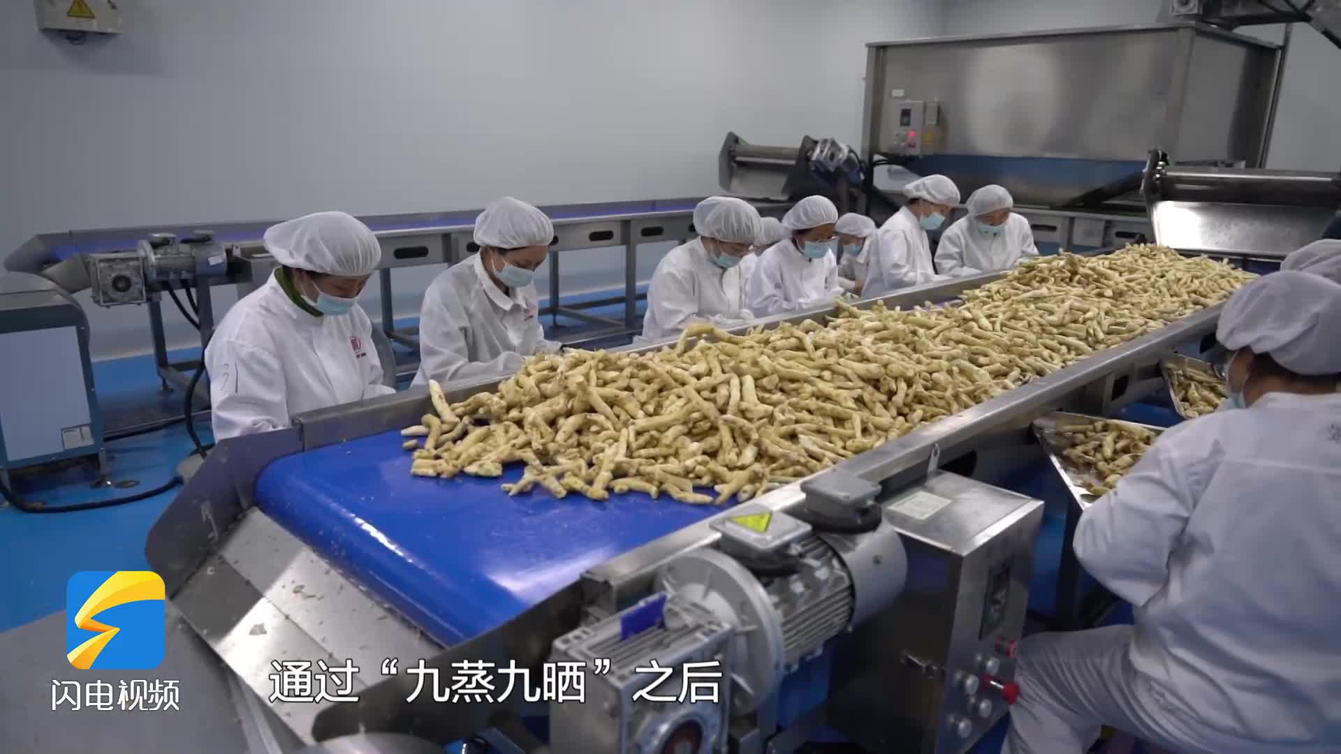 泰安市岱岳区：土里长出“金疙瘩” 黄精产业助力免疫力经济发展