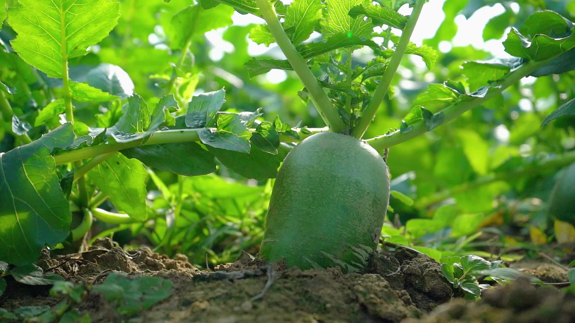 潍坊寒亭:潍县萝卜迎来丰收季