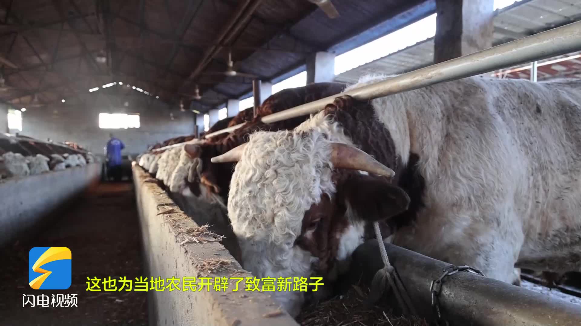枣庄市峄城区：抓住“牛机遇” 蹚出致富路