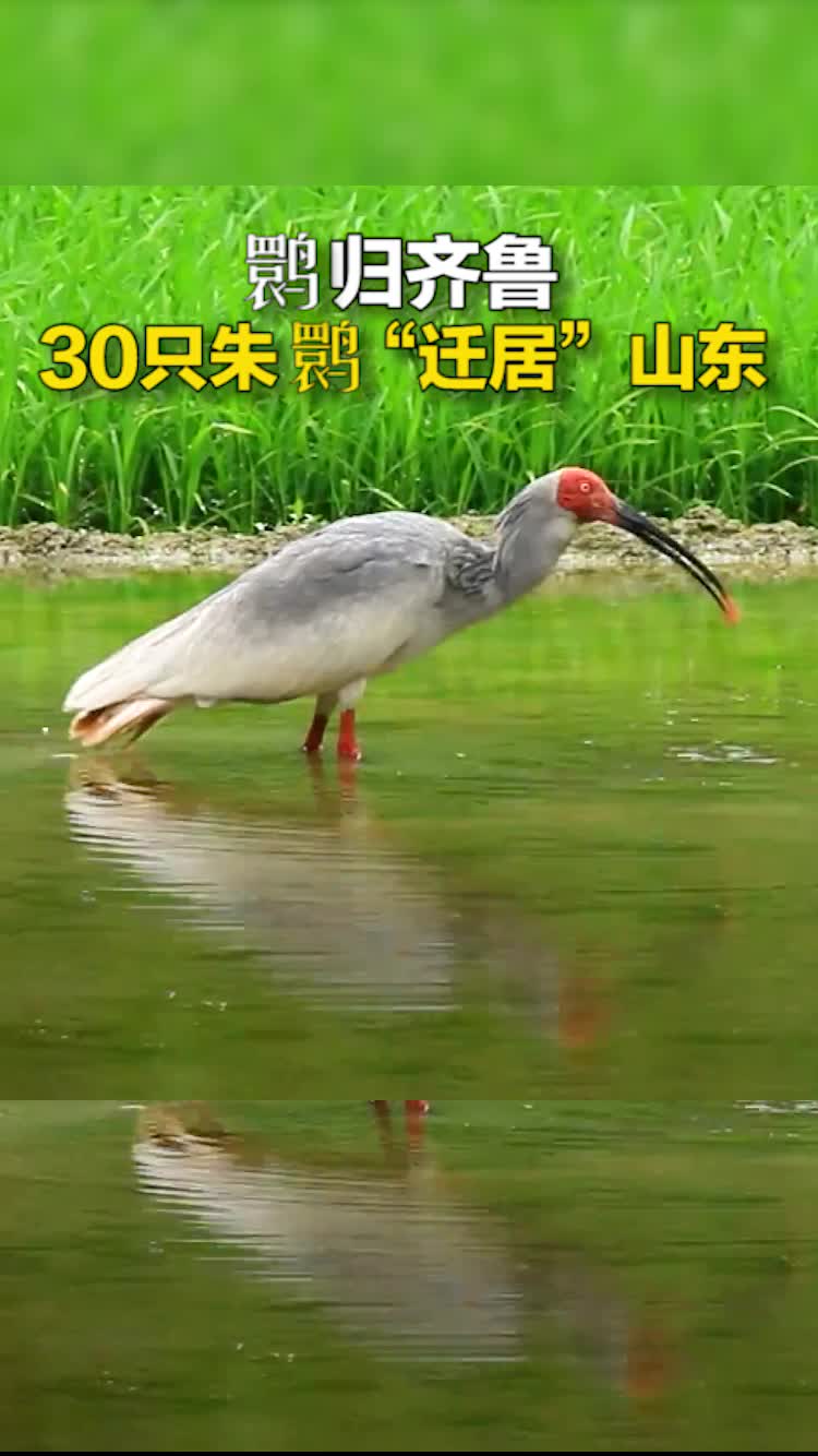 鹮归齐鲁 30只朱鹮在黄河三角洲国家级自然保护区安家落户