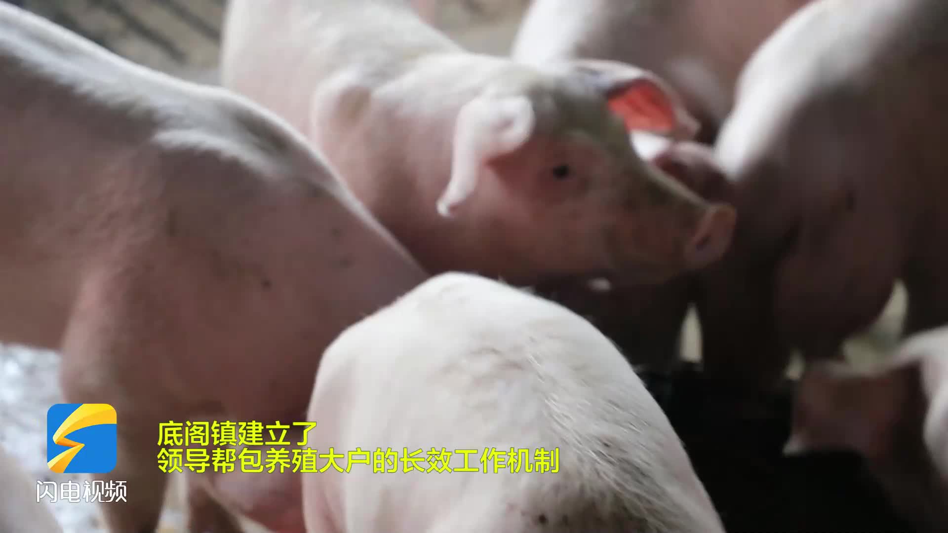 枣庄峄城底阁镇：生猪养殖为乡村振兴赋能蓄势