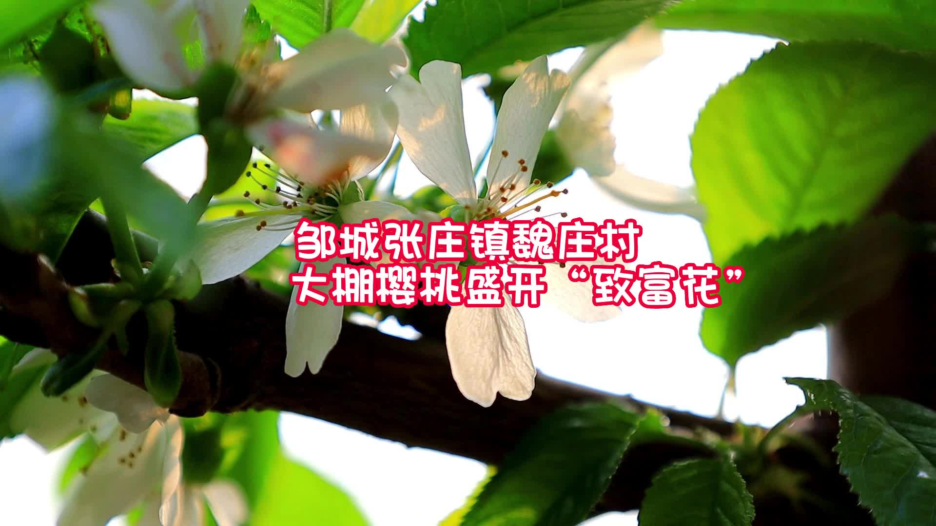 【邹视频·新闻】57秒|邹城张庄镇魏庄村：大棚樱桃盛开“致富花”