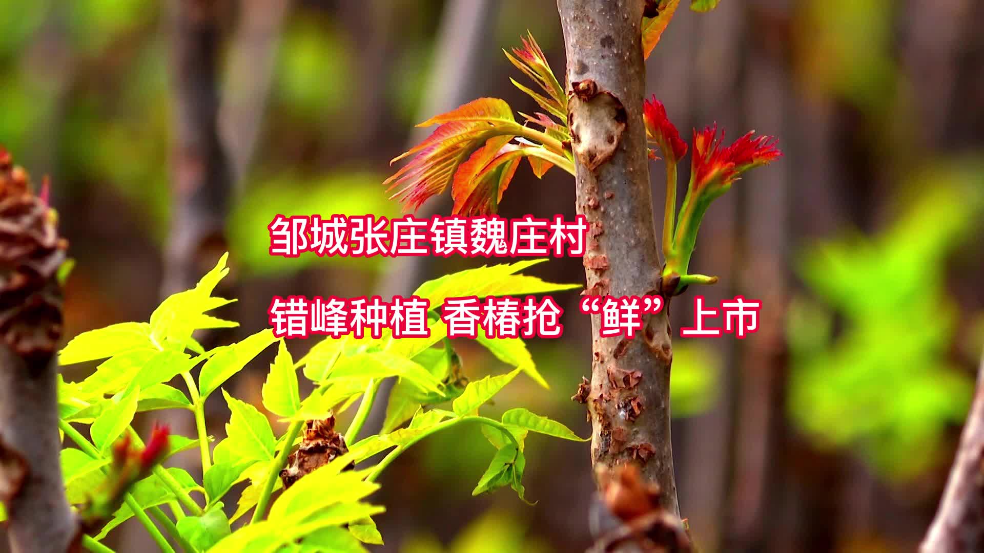 【邹视频·新闻】43秒|邹城张庄镇魏庄村：错峰种植 香椿抢“鲜”上市