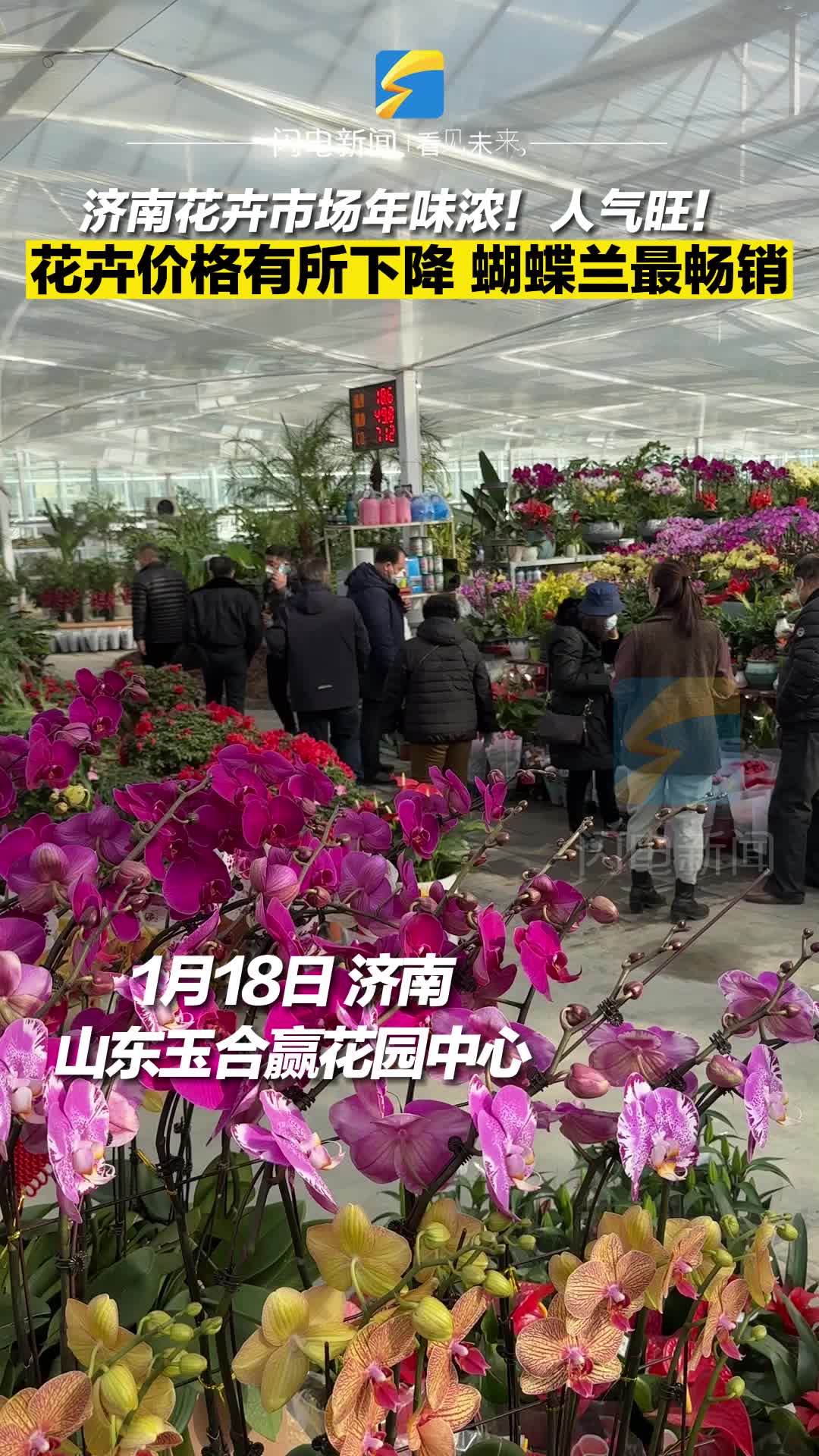 济南花卉市场年味浓！人气旺！花卉价格有所下降 蝴蝶兰最畅销