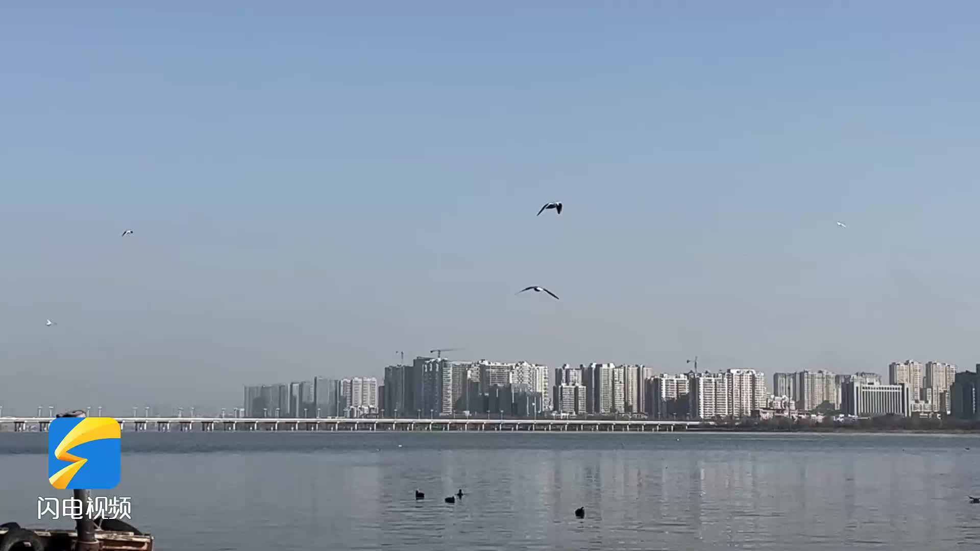 临沂滨河景区水鸟成群结队 嬉戏捕食