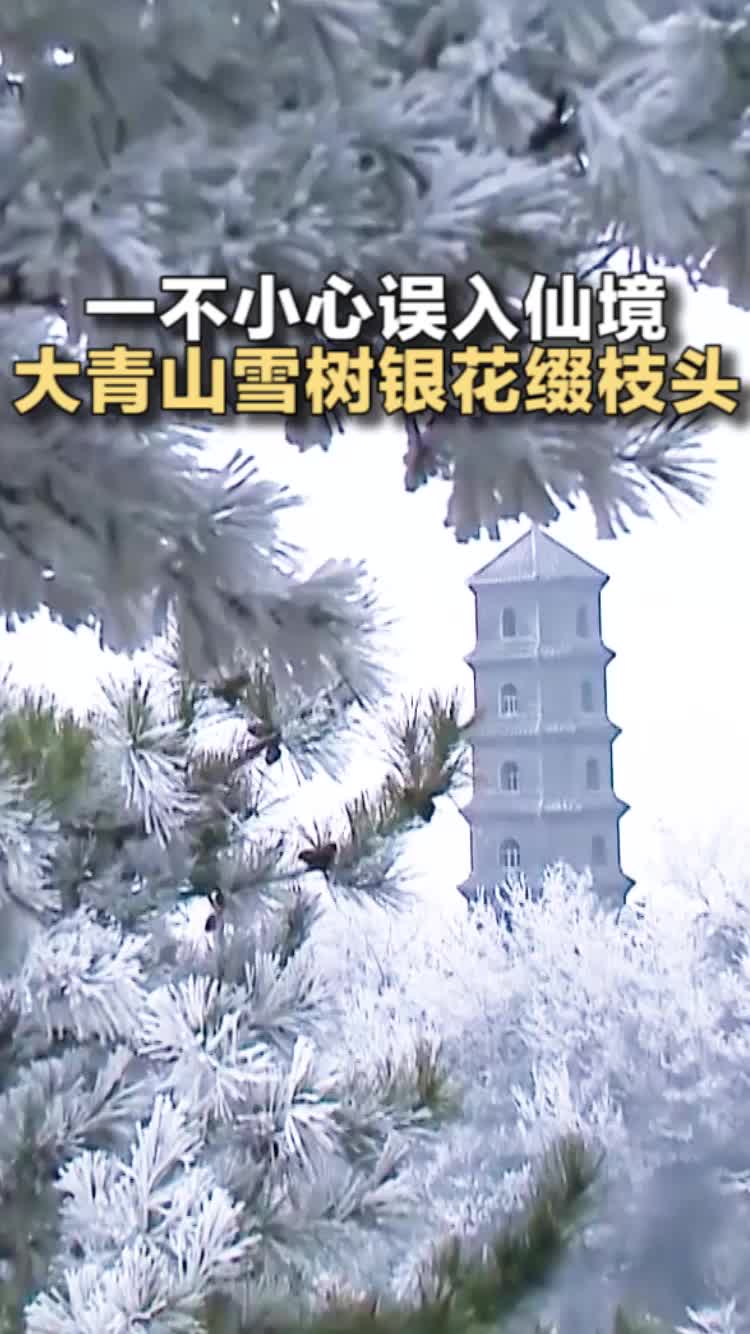 一不小心誤入仙境 大青山雪樹銀花綴枝頭