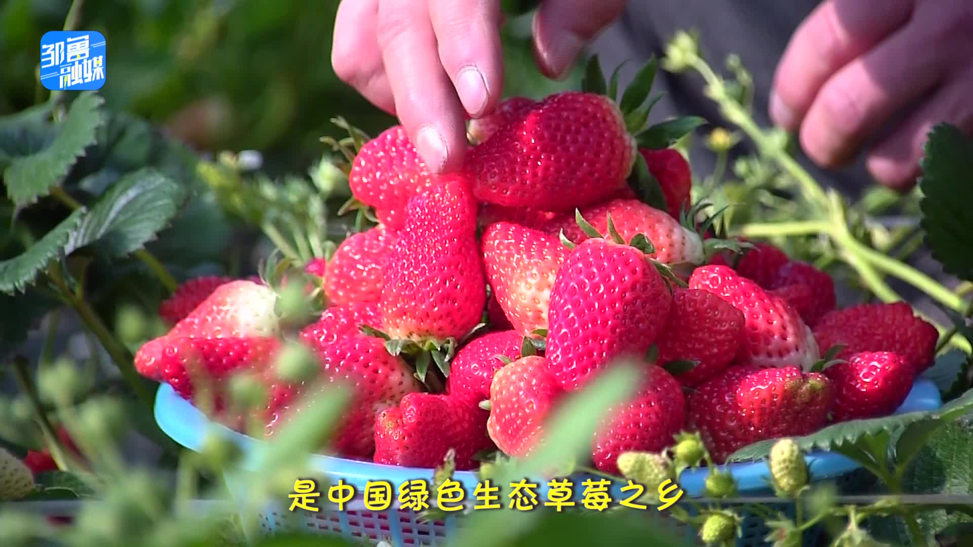 【邹视频·新闻】56秒 | 邹城特色农产品——中心店镇草莓