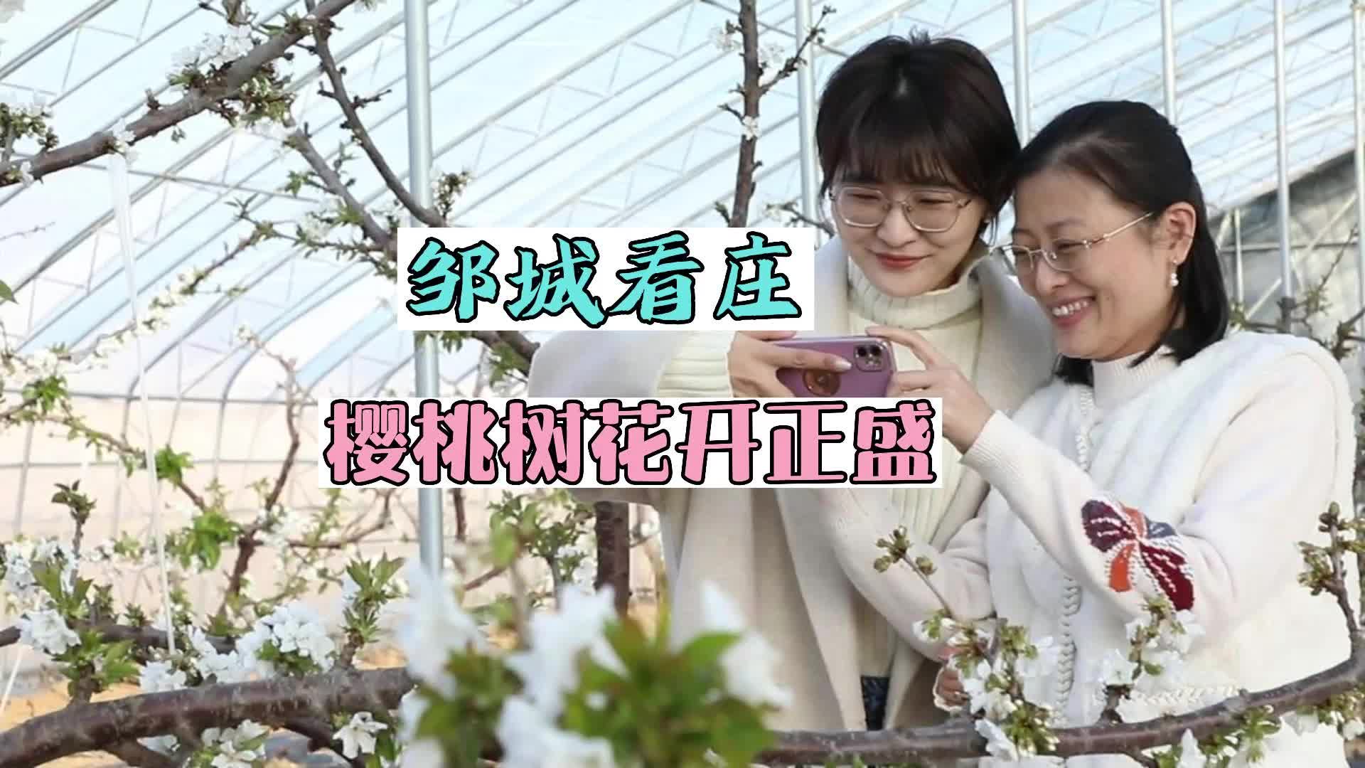 【邹视频·新闻】40秒 |邹城看庄：樱桃树花开正盛