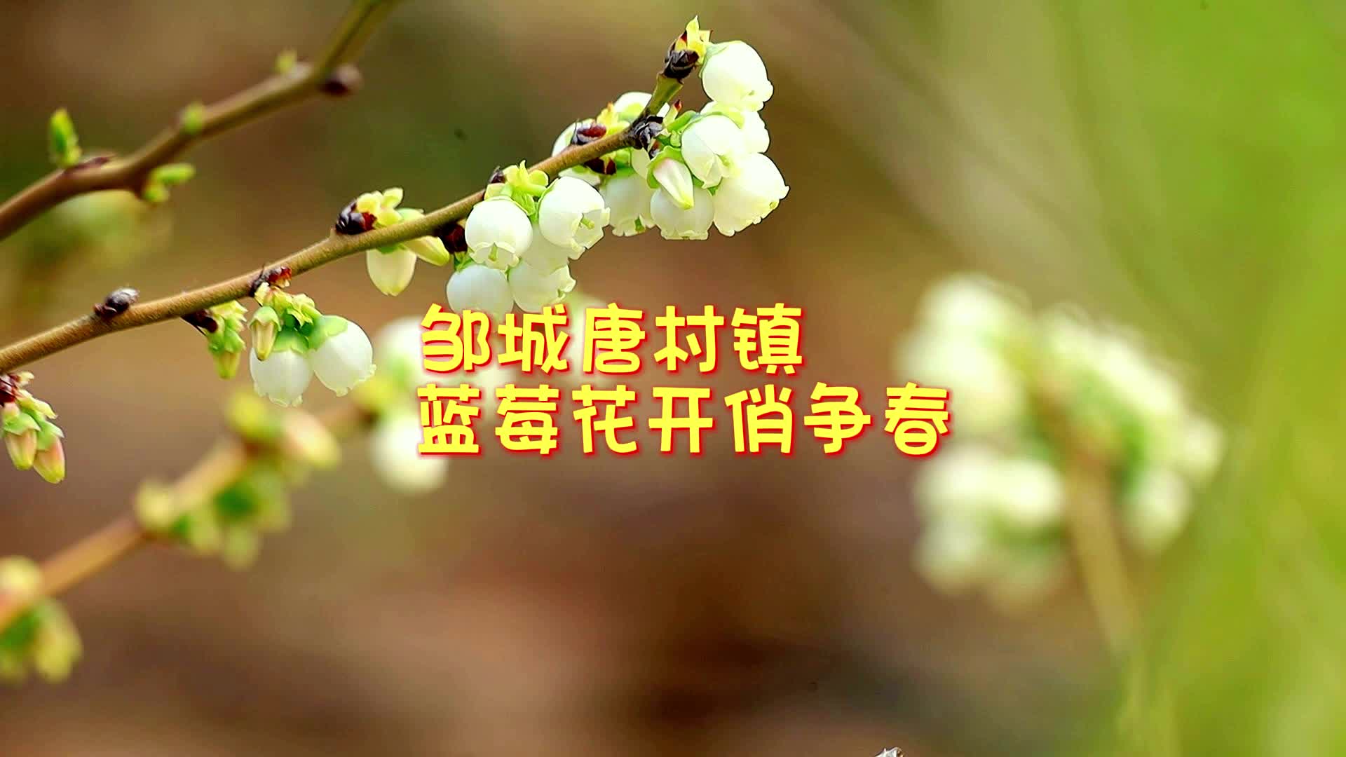 【邹视频·风景】43秒|邹城唐村镇：蓝莓花开俏争春