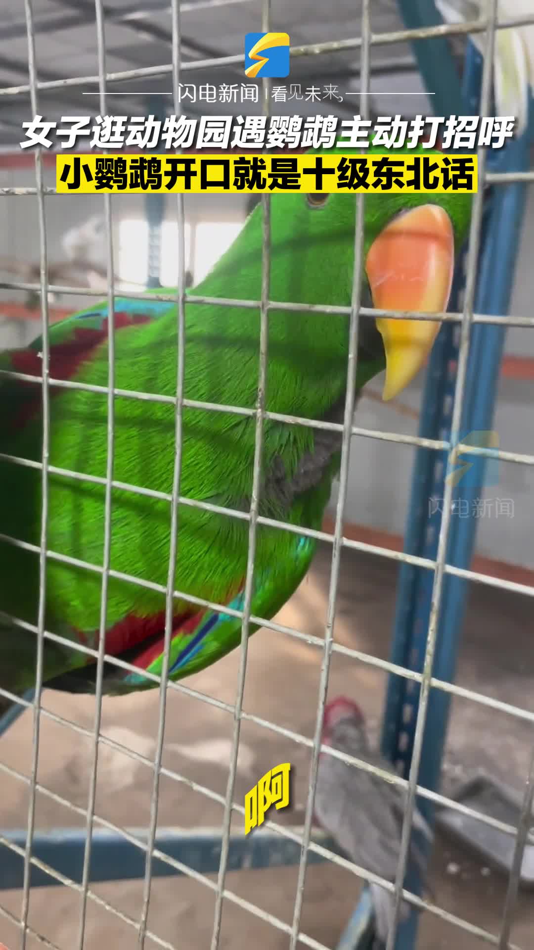 常见宠物鸟类——宠物鹦鹉