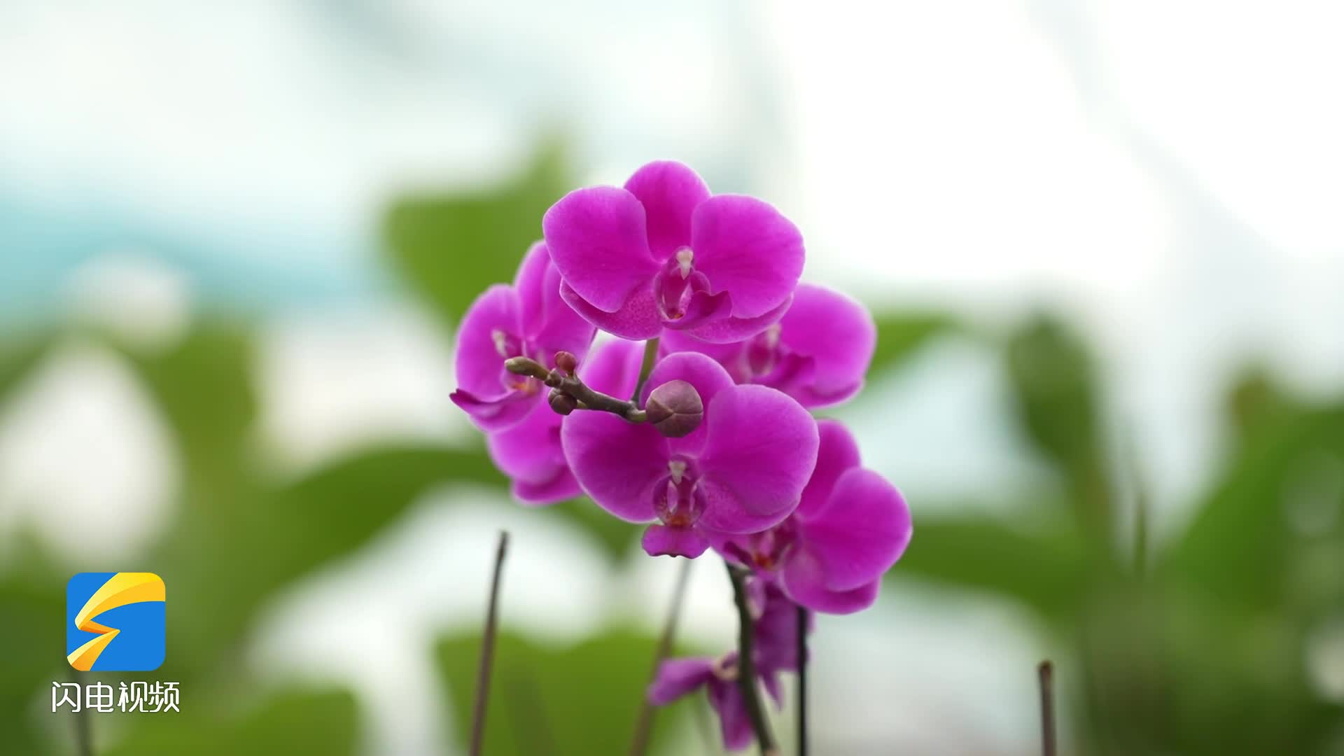 春序正中 百花争望！一起欣赏临沂花卉产业园的姹紫嫣红