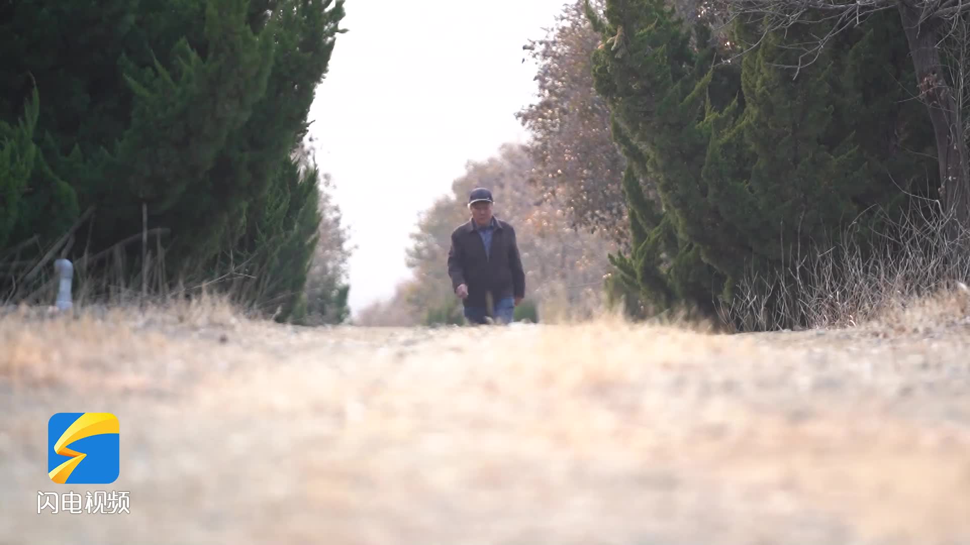 17年坚守种树20余万株 莱州73岁老人让家乡荒山绿了起来