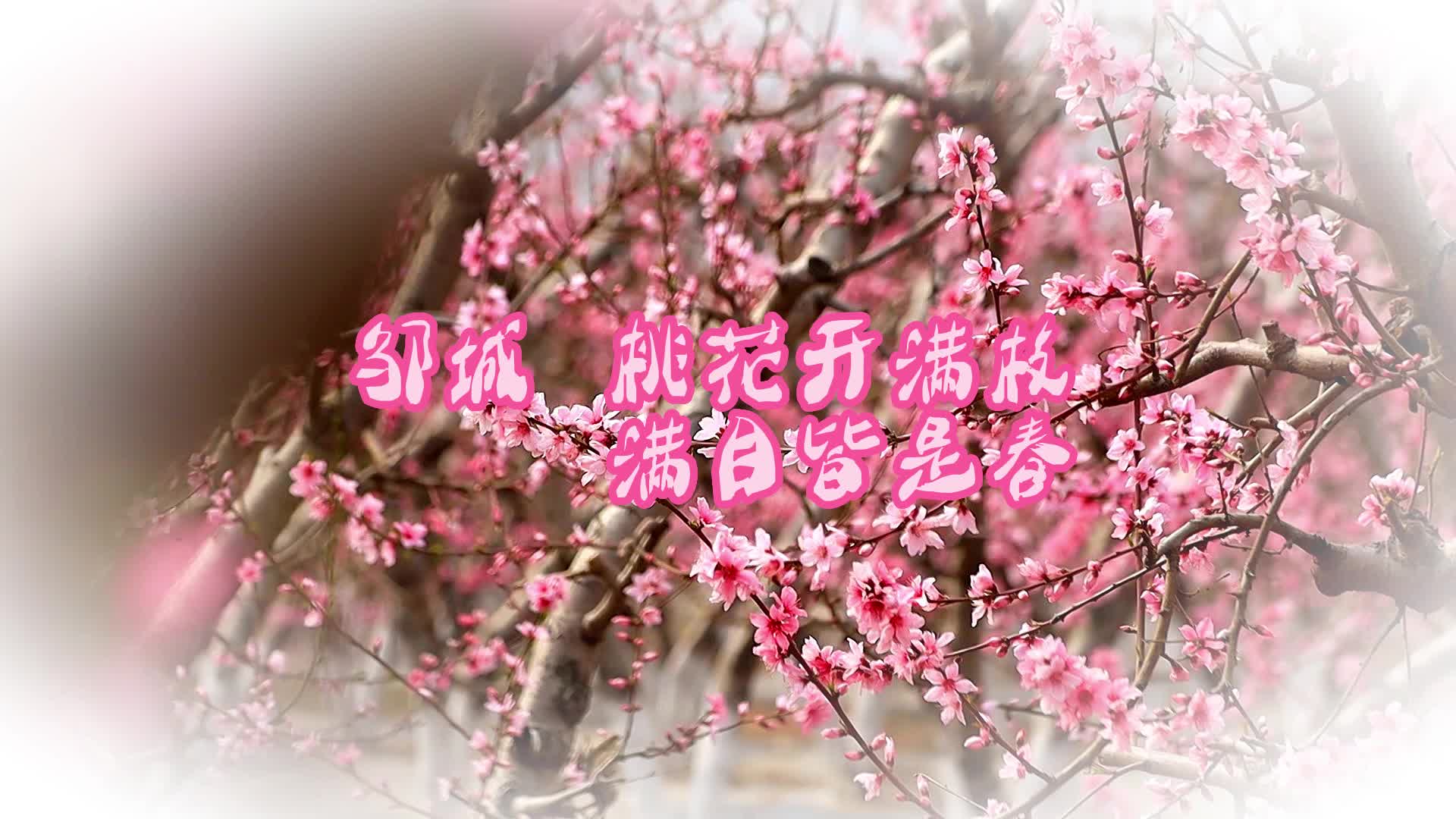 【邹视频·风景】88秒|邹城：桃花开满枝 满目皆是春