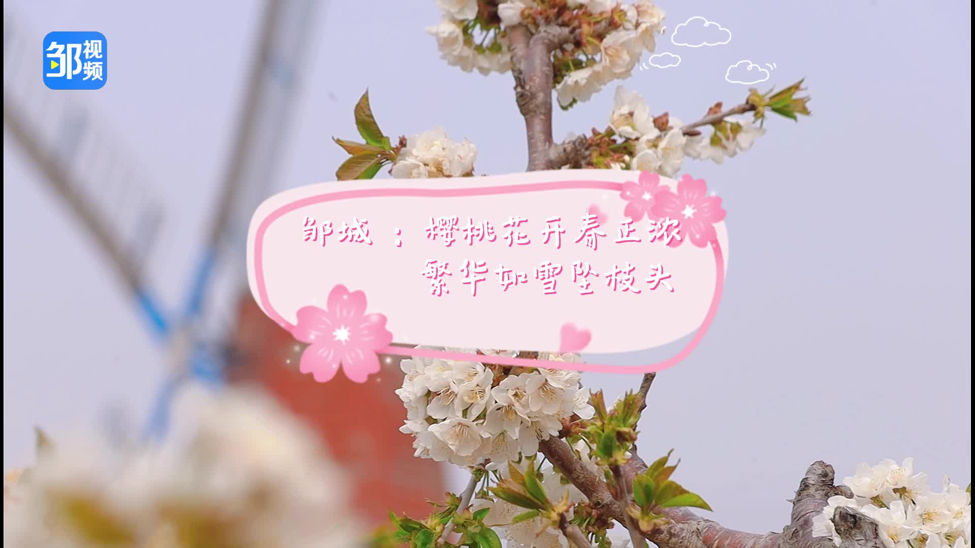 【邹视频·风景】25秒|邹城：樱桃花开春正浓 繁华如雪坠枝头
