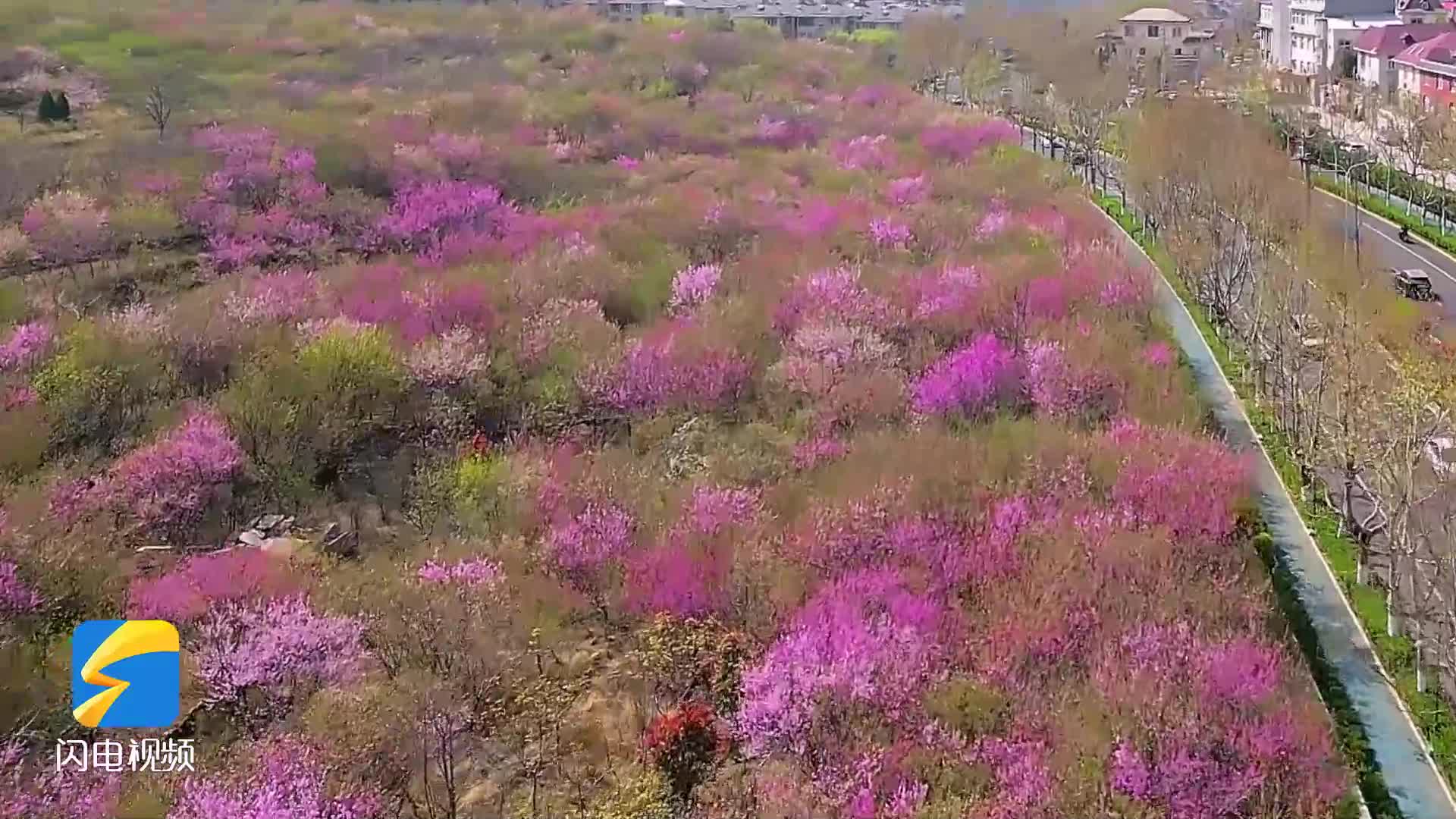 为青山“披上”粉色外套！济南的春天藏在盛放的桃林中