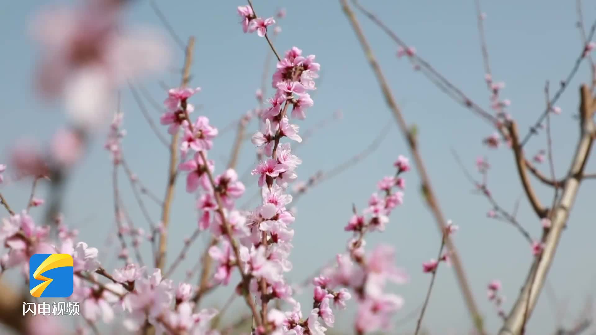 春暖花开 惠民万亩粉色桃花争相绽放