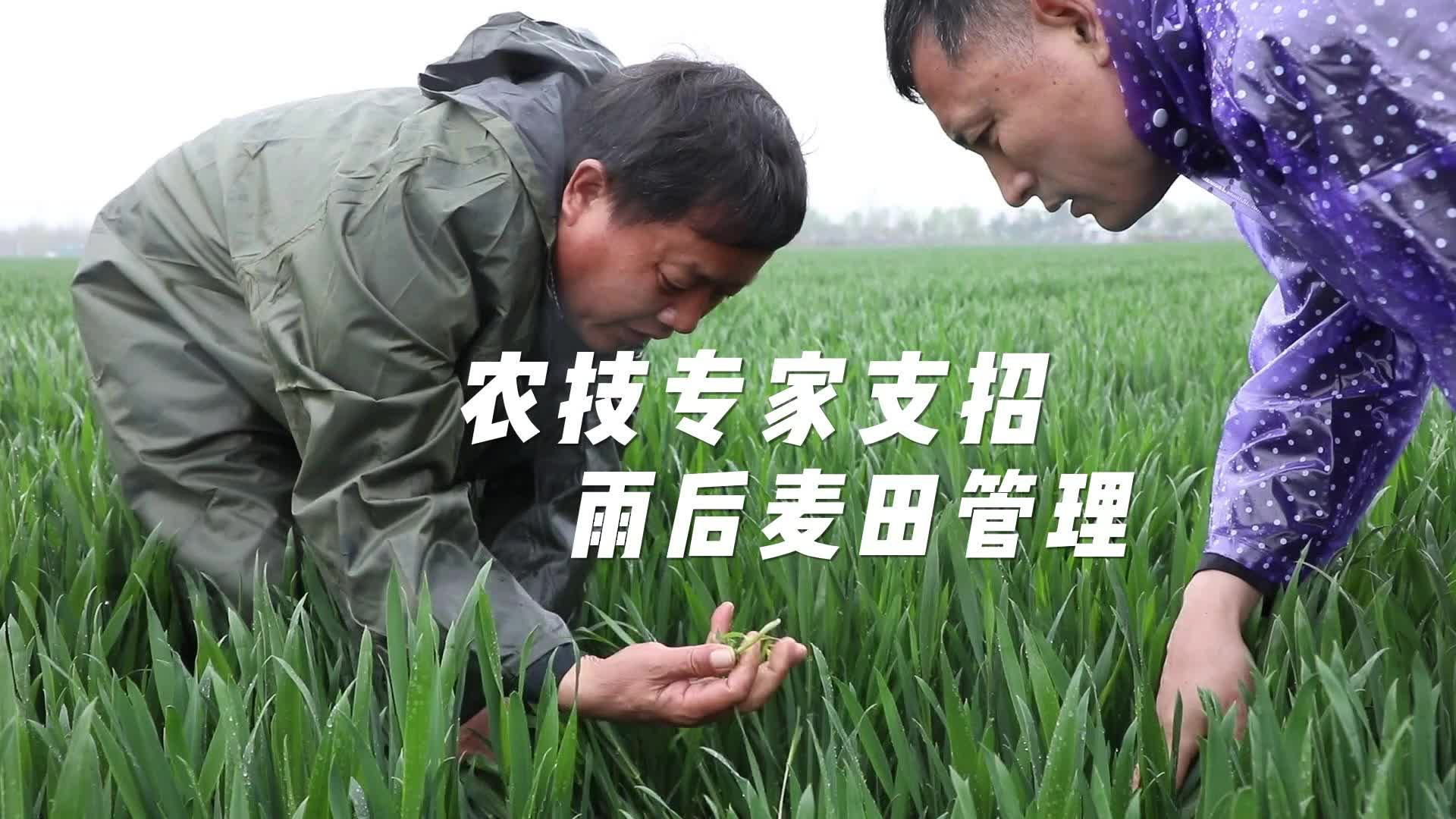 【邹视频·新闻】117秒|农技专家支招雨后麦田管理