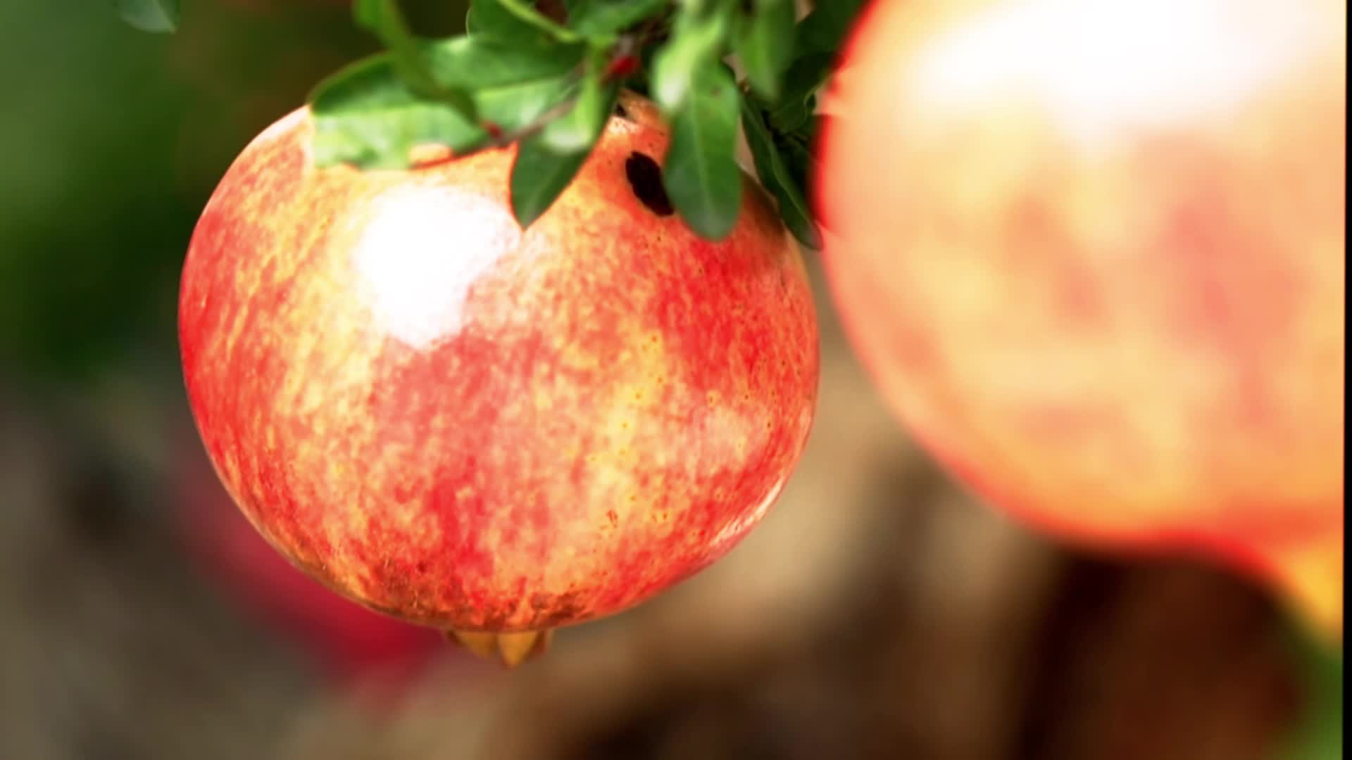 行走大运河峄城石榴太空进修后返乡为产业发展添活力