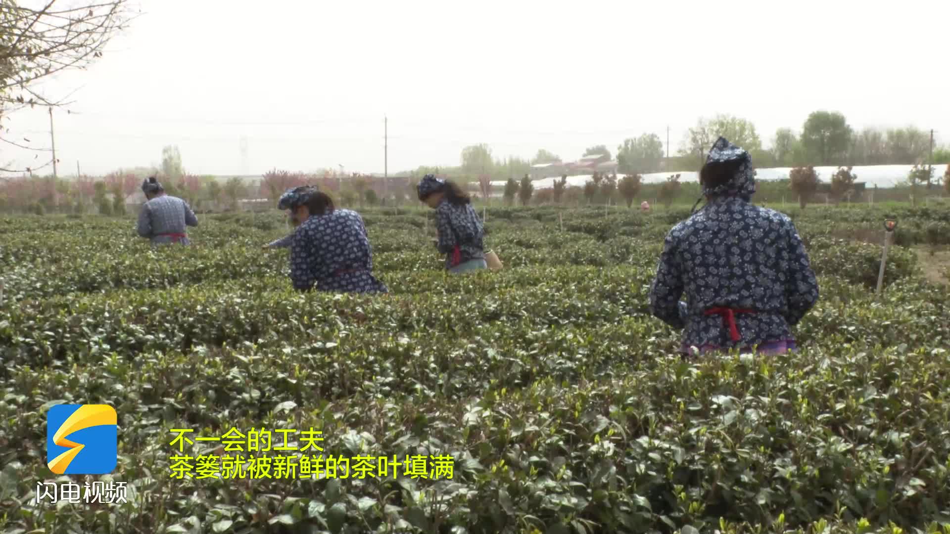 南茶北种 千年茶文化在枣庄市市中区传承发扬