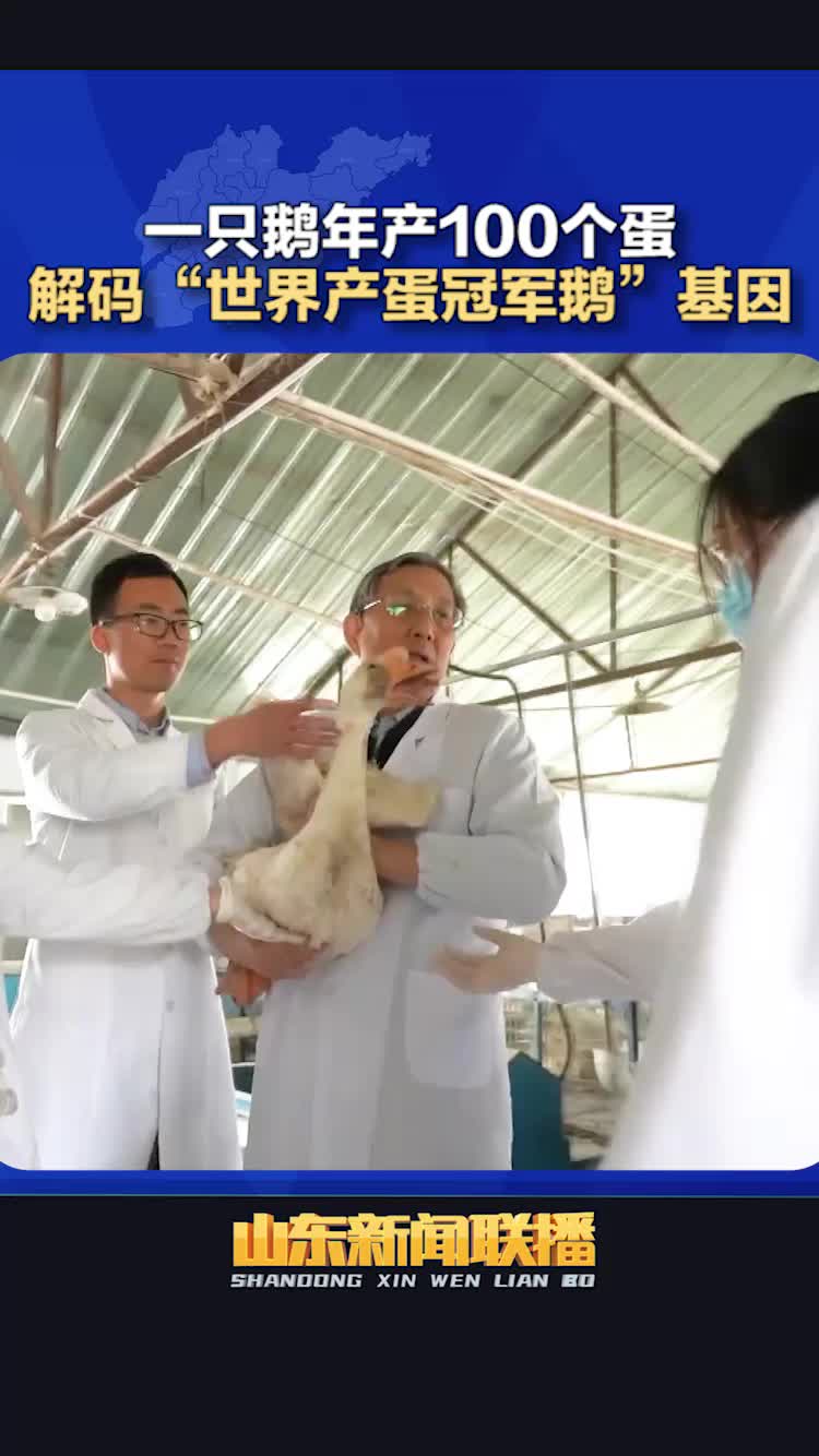 齐风鲁韵丨一只鹅年产100个蛋 解码“世界产蛋冠军鹅”基因