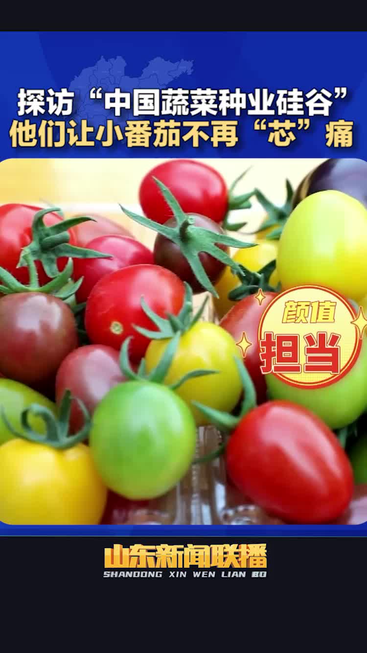 齐风鲁韵 丨探访“中国蔬菜种业硅谷” 他们让小番茄不再“芯”痛