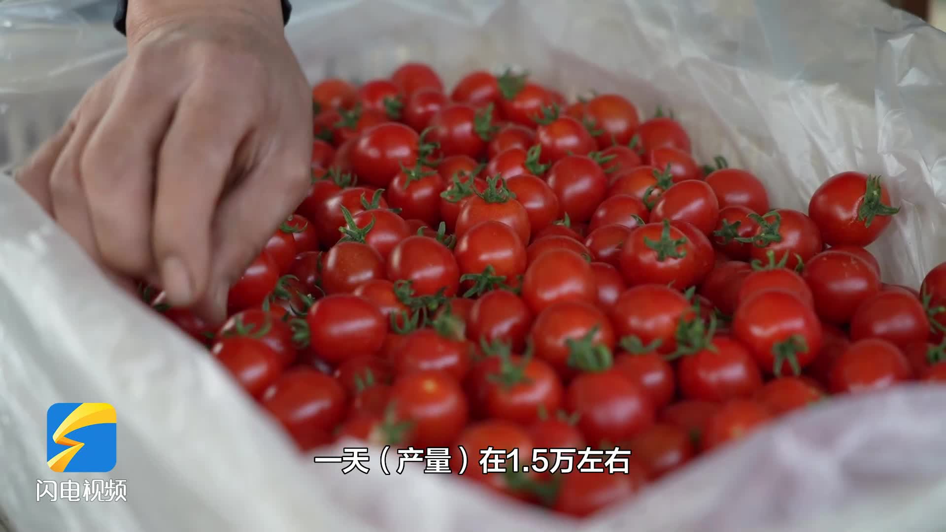 临沂市莒南县刘家东山村：百亩西红柿进入盛果期 日产西红柿1.5万斤