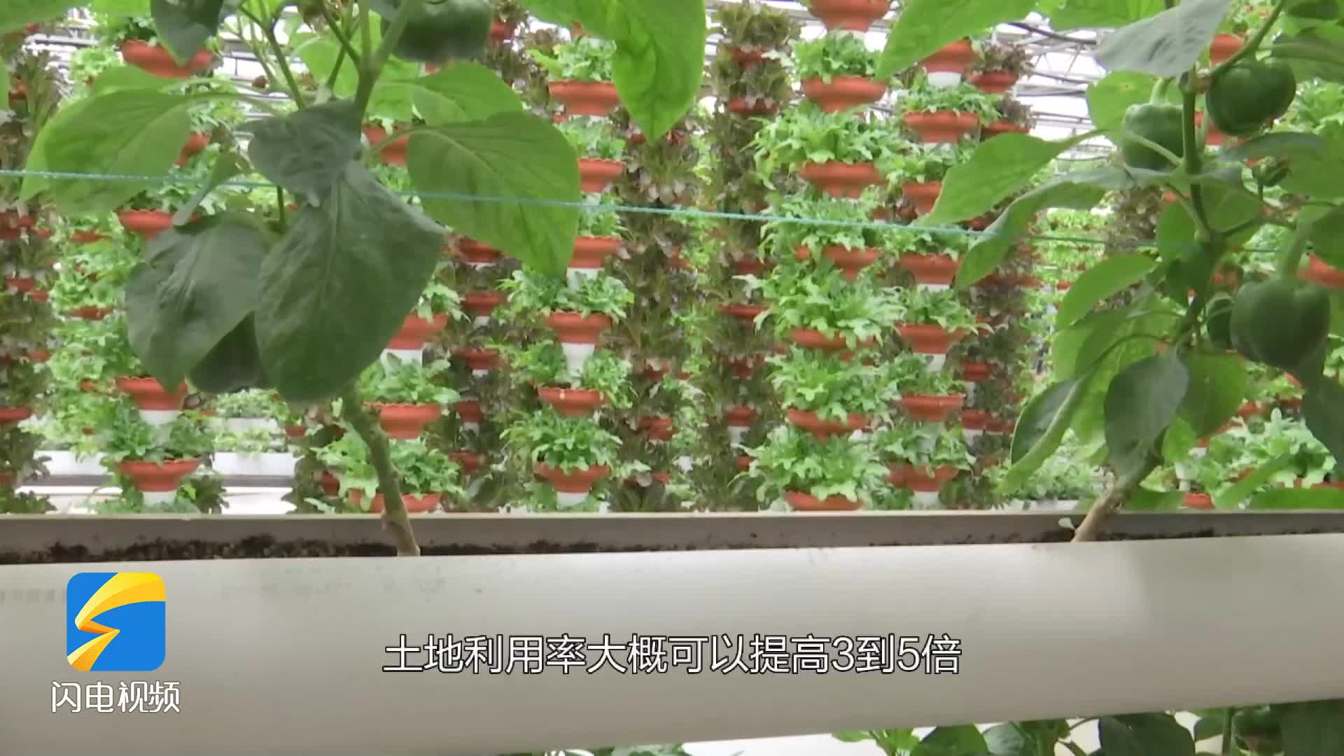 蔬菜的“花样生长”方式有哪些？和记者一起探馆菜博会七号馆