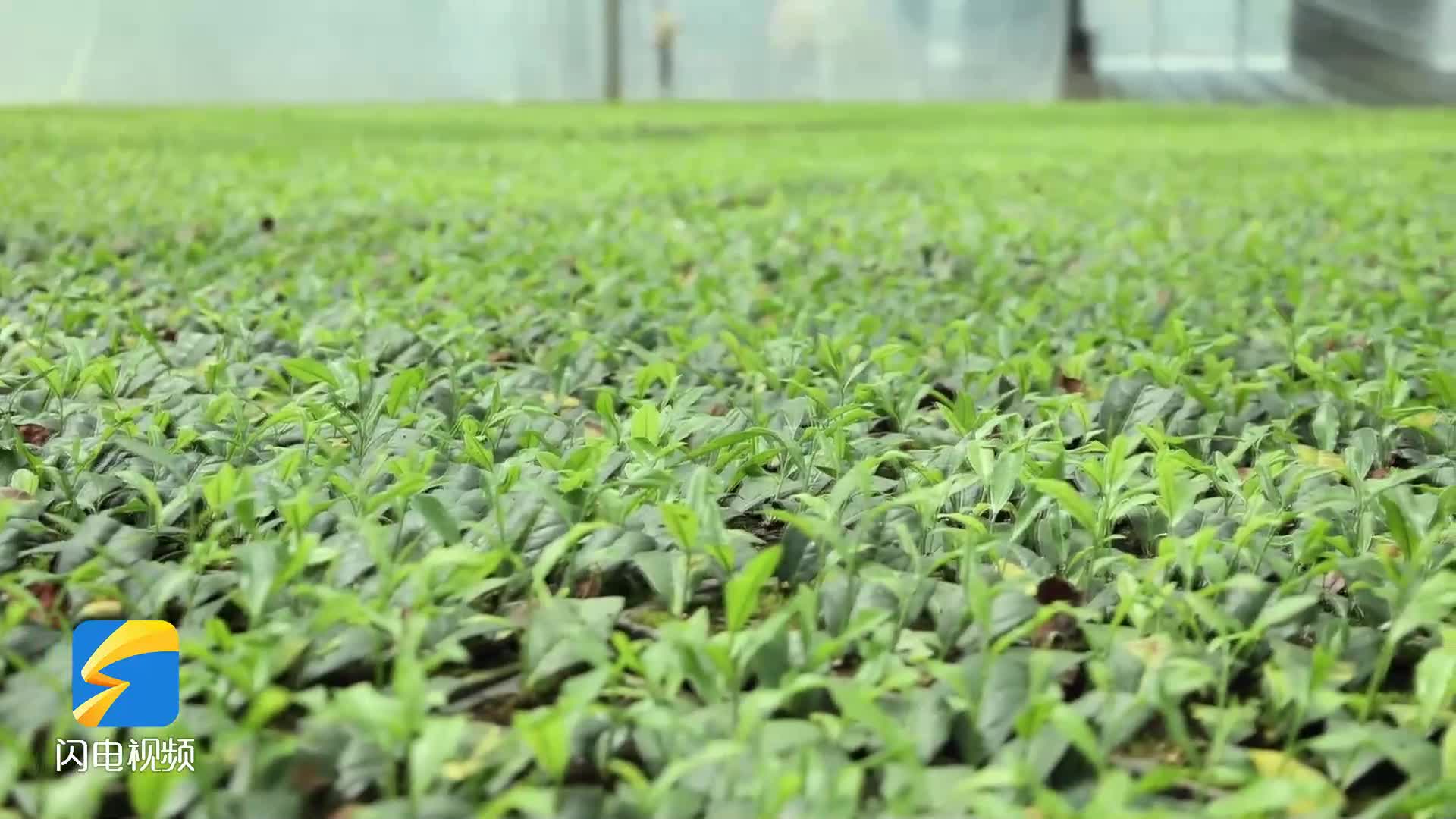 把“绿”叶变“金”叶 莒南8万亩茶园开采