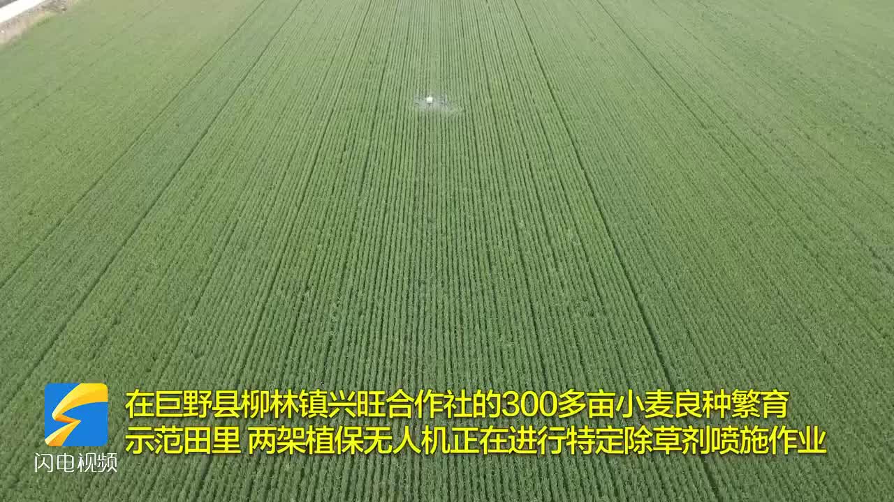 巨野85万亩小麦良种覆盖率达99% 订单化小麦良种繁育 助推农民增产增收