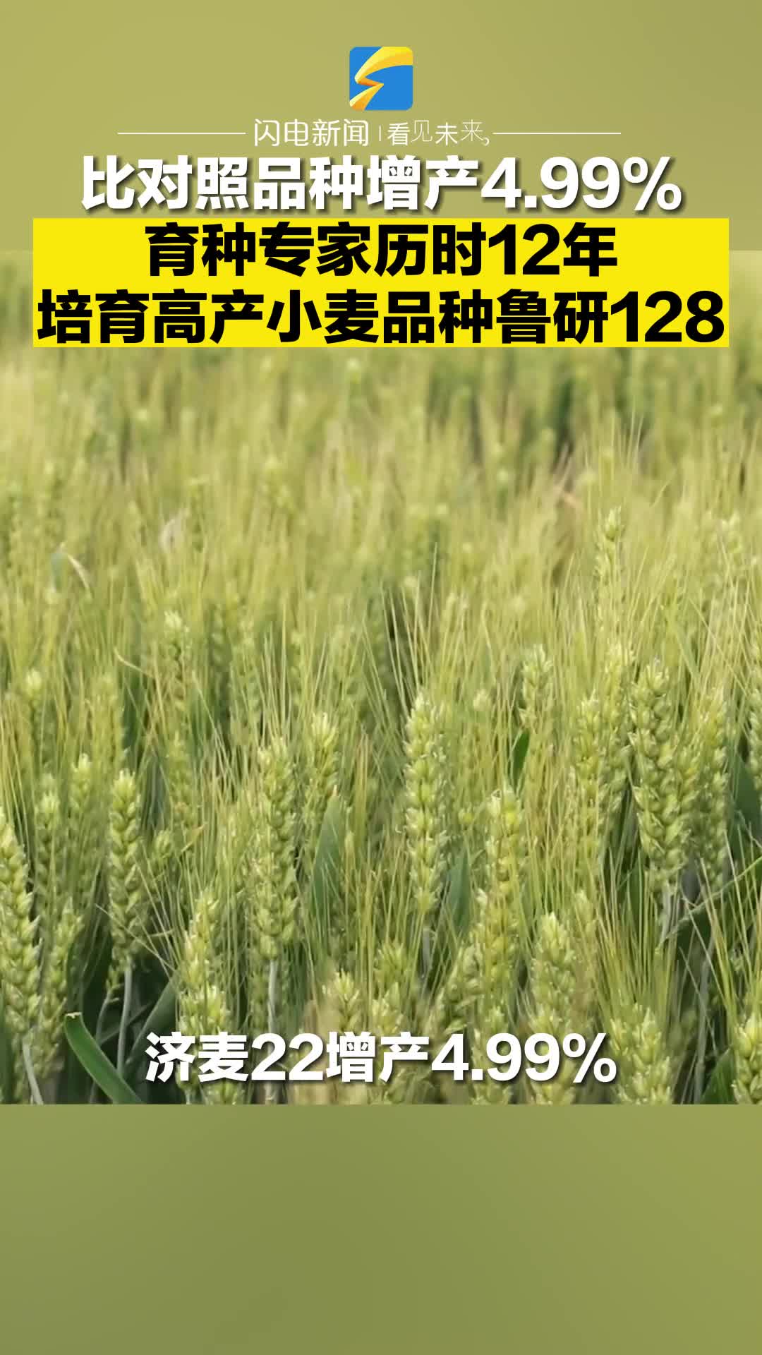 比对照品种增产4.99% 育种专家历时12年培育高产小麦品种鲁研128