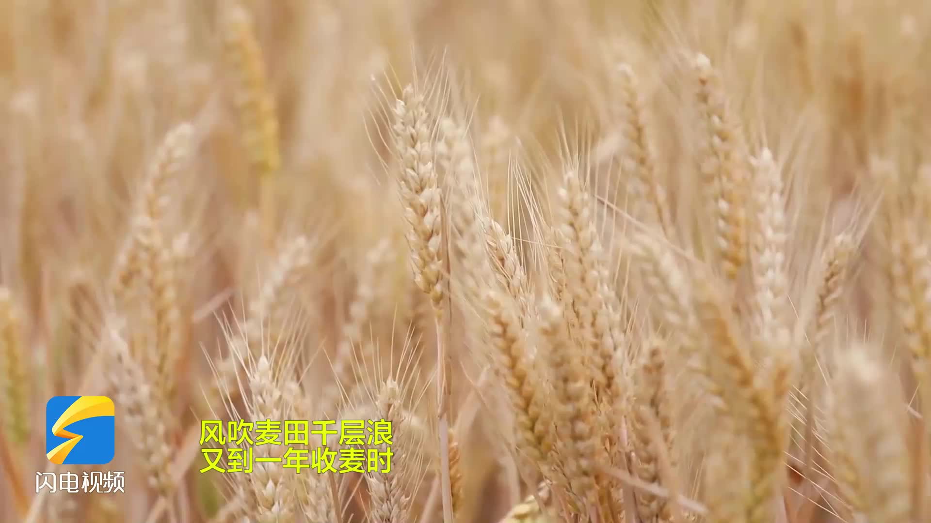 又是一年好“丰”景！枣庄市市中区小麦陆续开镰收割