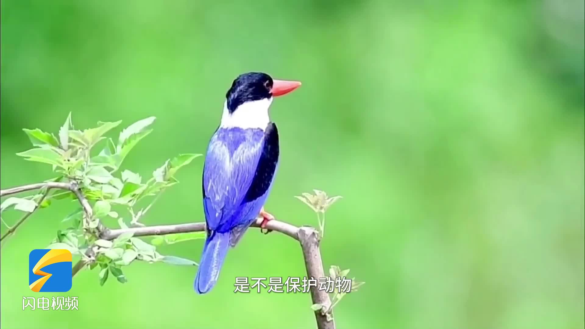 泰安常见鸟类图片