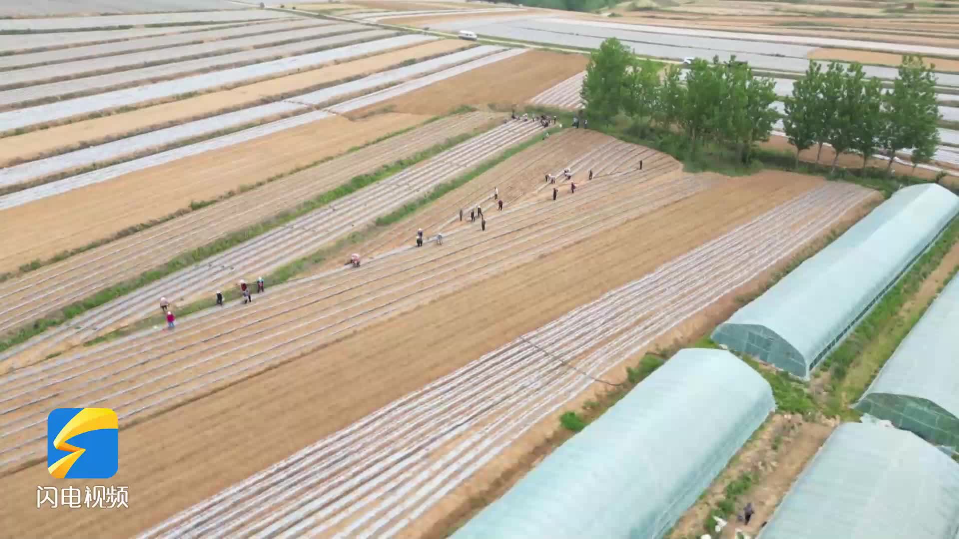 莒南：打造千亩红薯种植共富示范片区 助力群众增收共富