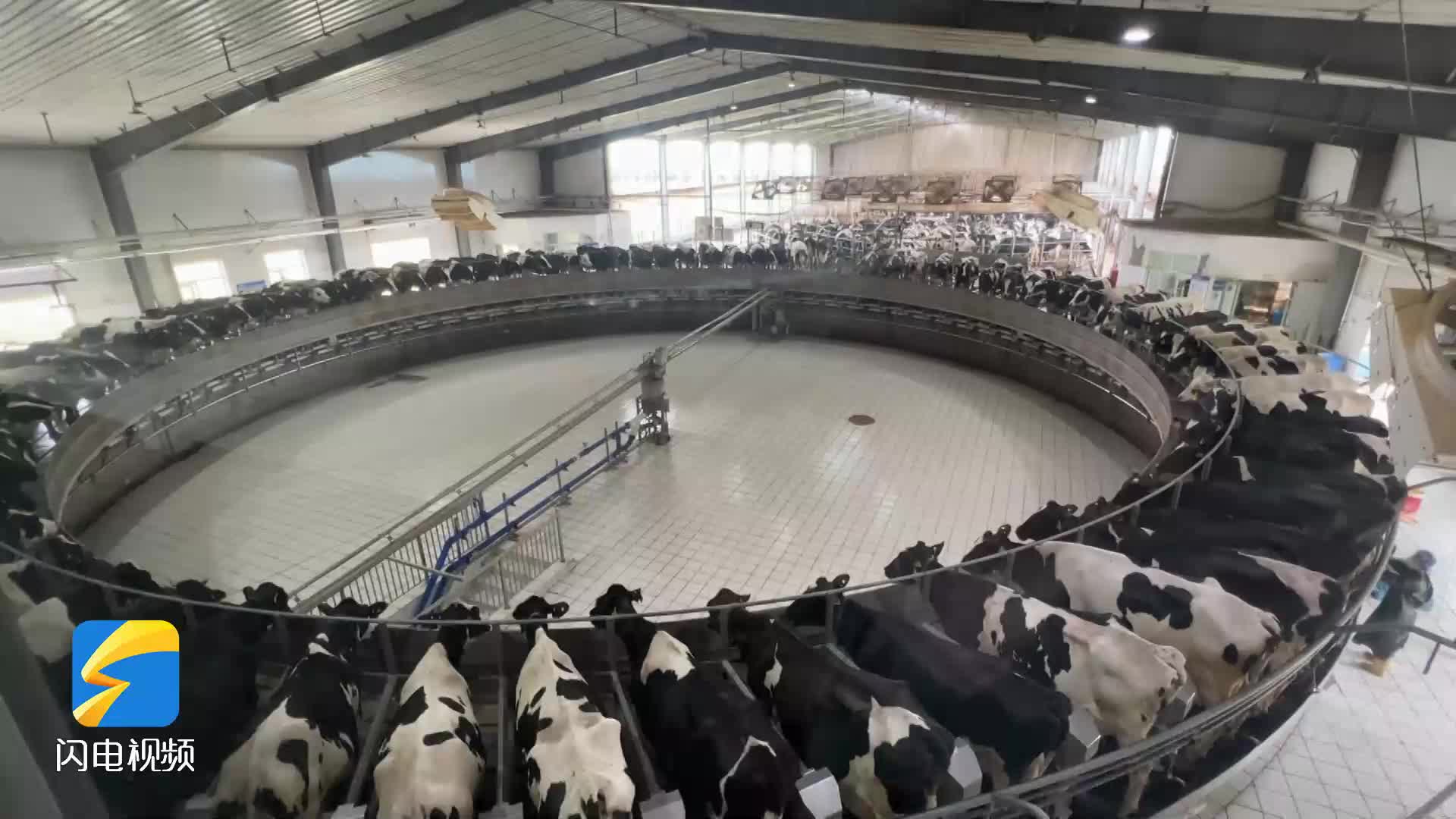 牛！依托冷链物流 山东这家乳企业每天为1000万家庭提供低温奶