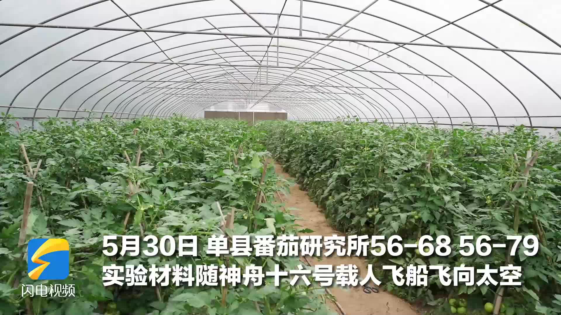 7000粒单县西红柿种子搭乘神州十六号开启太空之旅