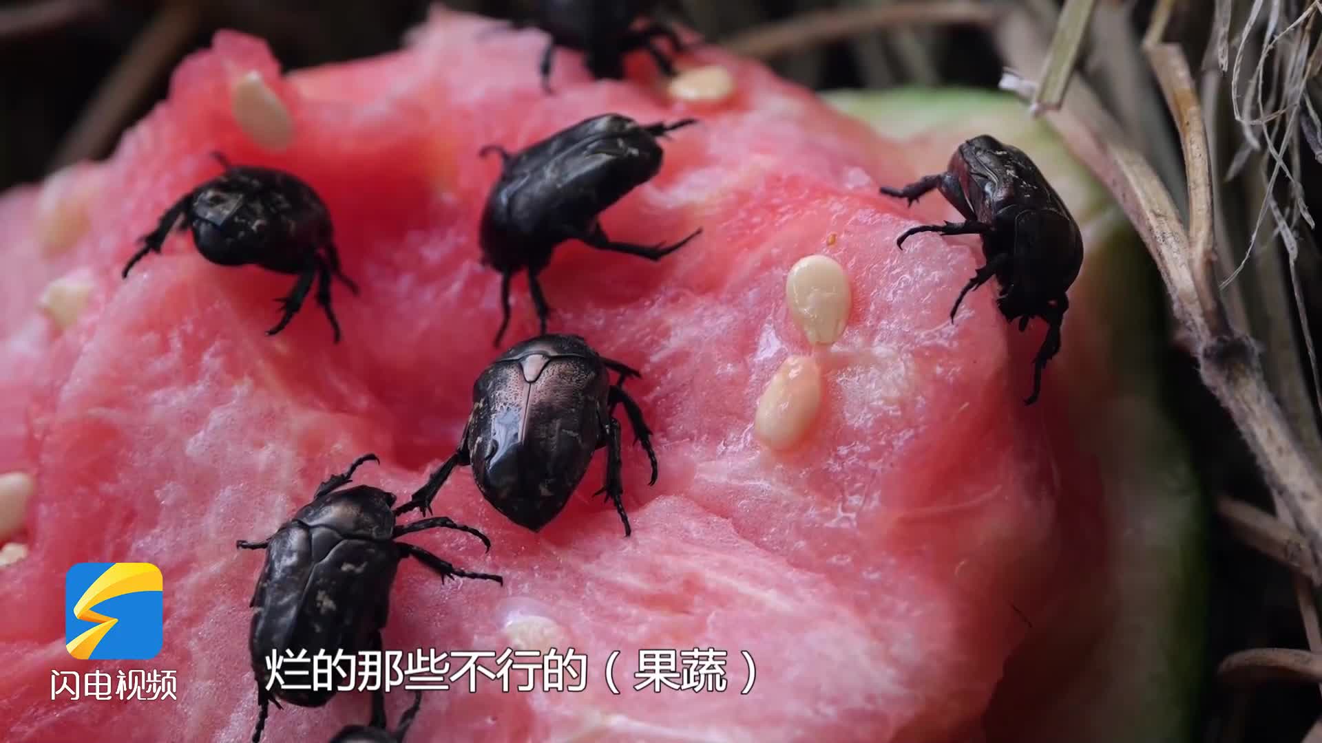 解决畜禽养殖污染昆虫帮大忙 三涧溪王元虎：将模式复制推广 带动更多农民致富