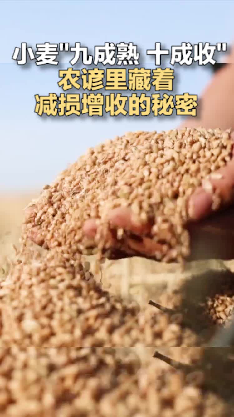 小麦“九成熟 十成收”农谚里藏着减损增收的秘密
