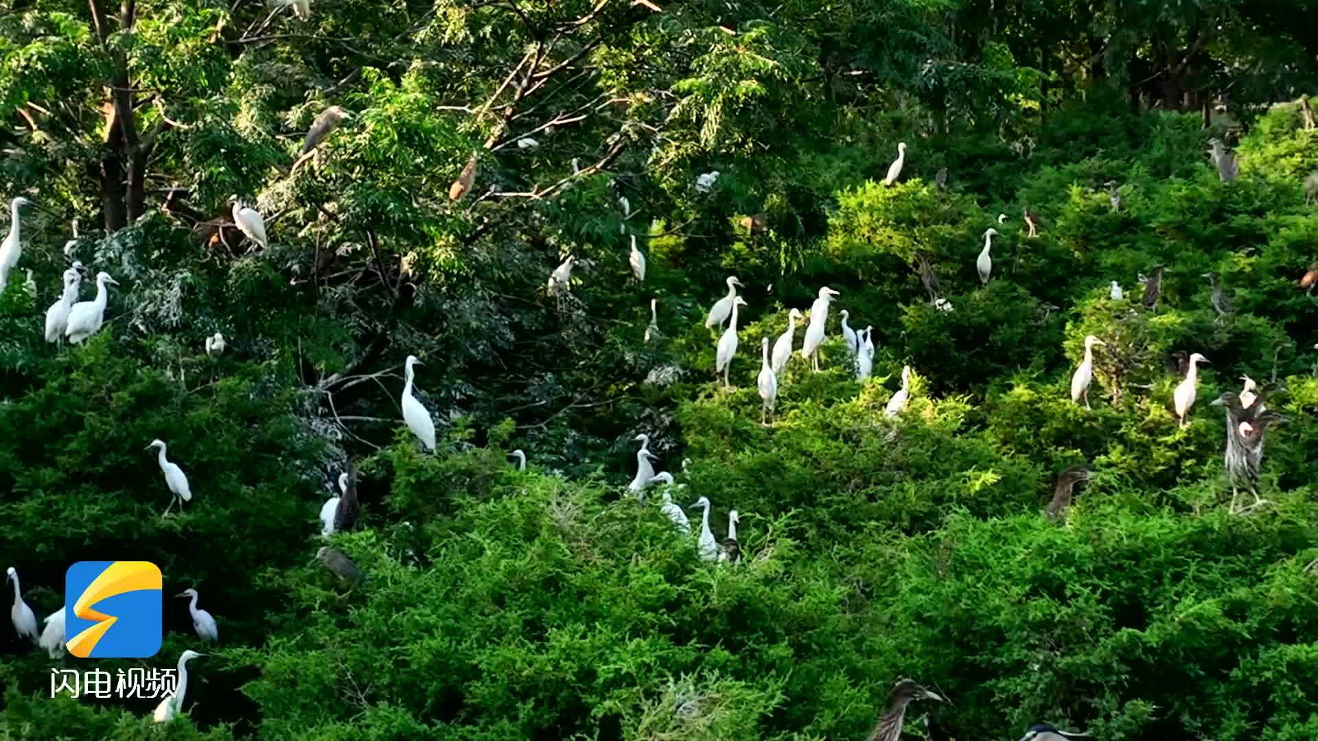 东明黄河国家湿地公园：生态渐好带来万鸟翔集