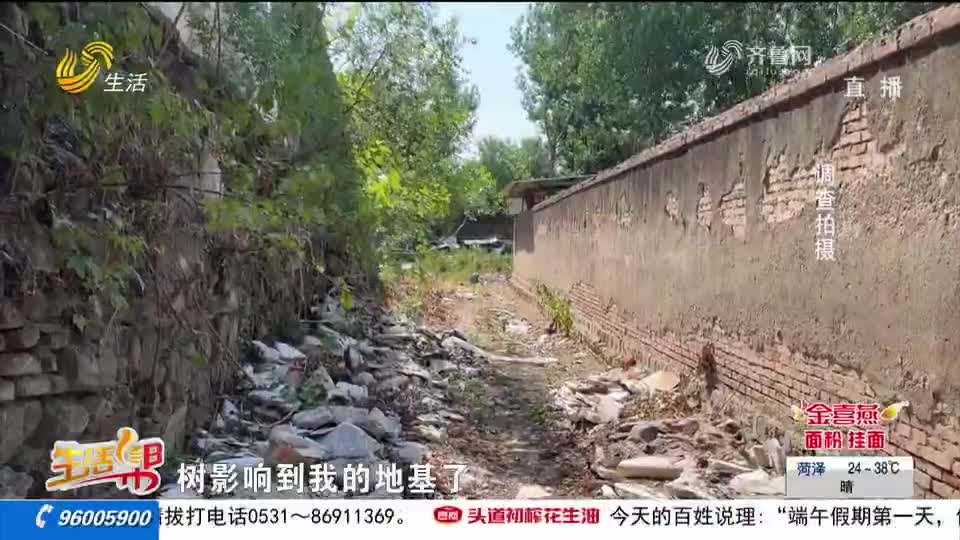 潍坊临朐县大周家庄村村民种植的15棵杨树莫名“失踪” 究竟谁干的
