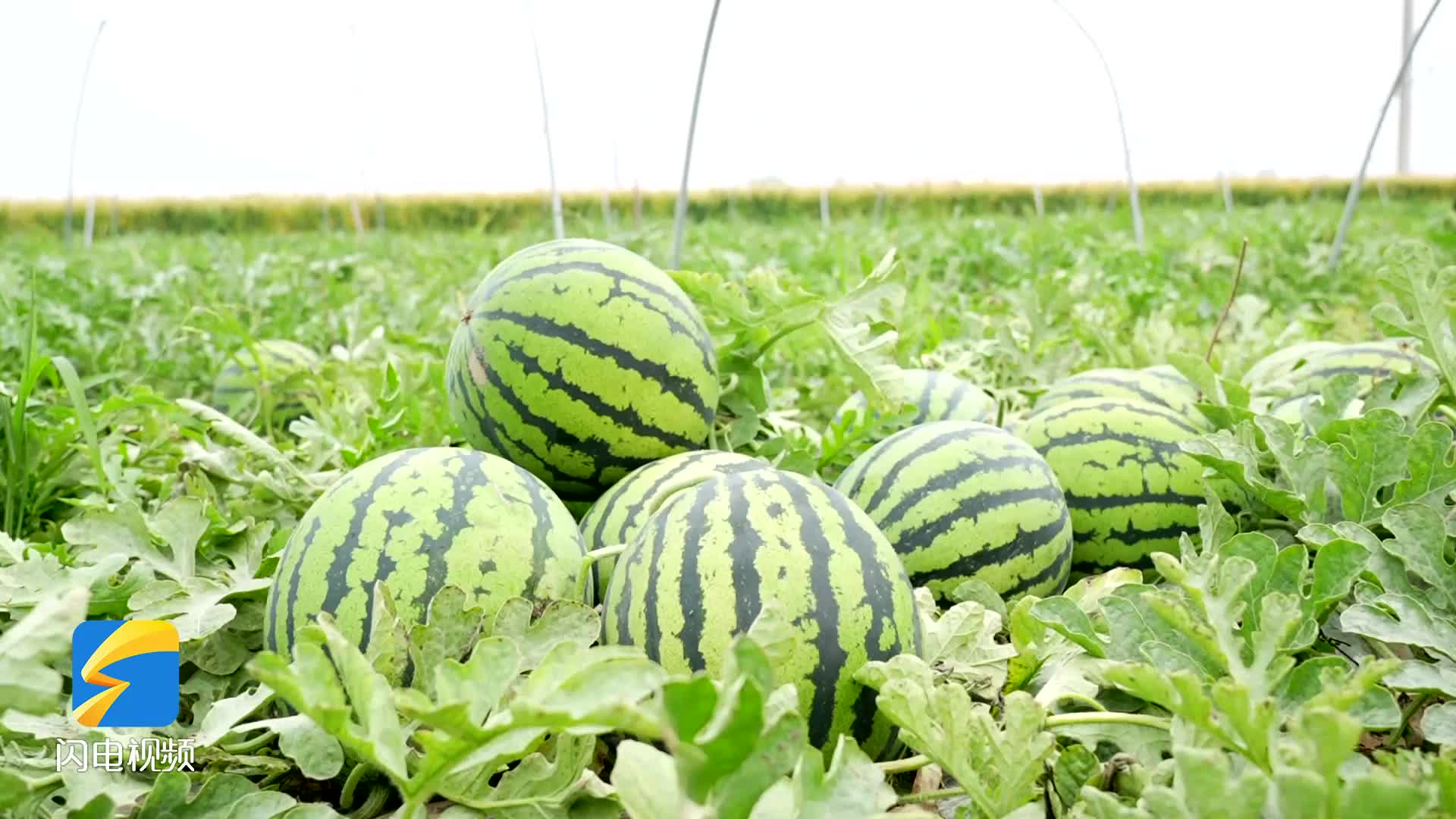 成武:西瓜丰收 收获夏日"甜蜜"