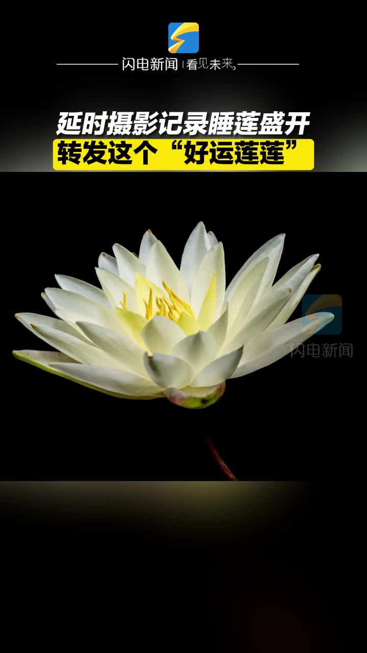 延时摄影记录睡莲盛开 转发这个“好运莲莲”  