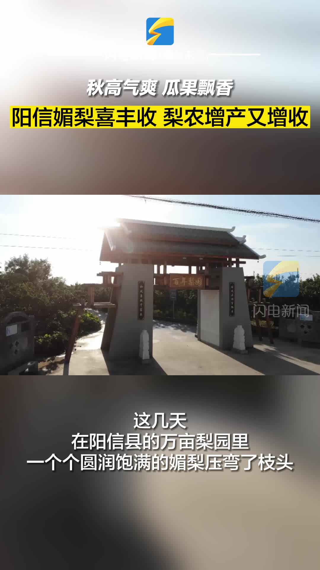 陽信媚梨喜豐收 梨農(nóng)增產(chǎn)又增收