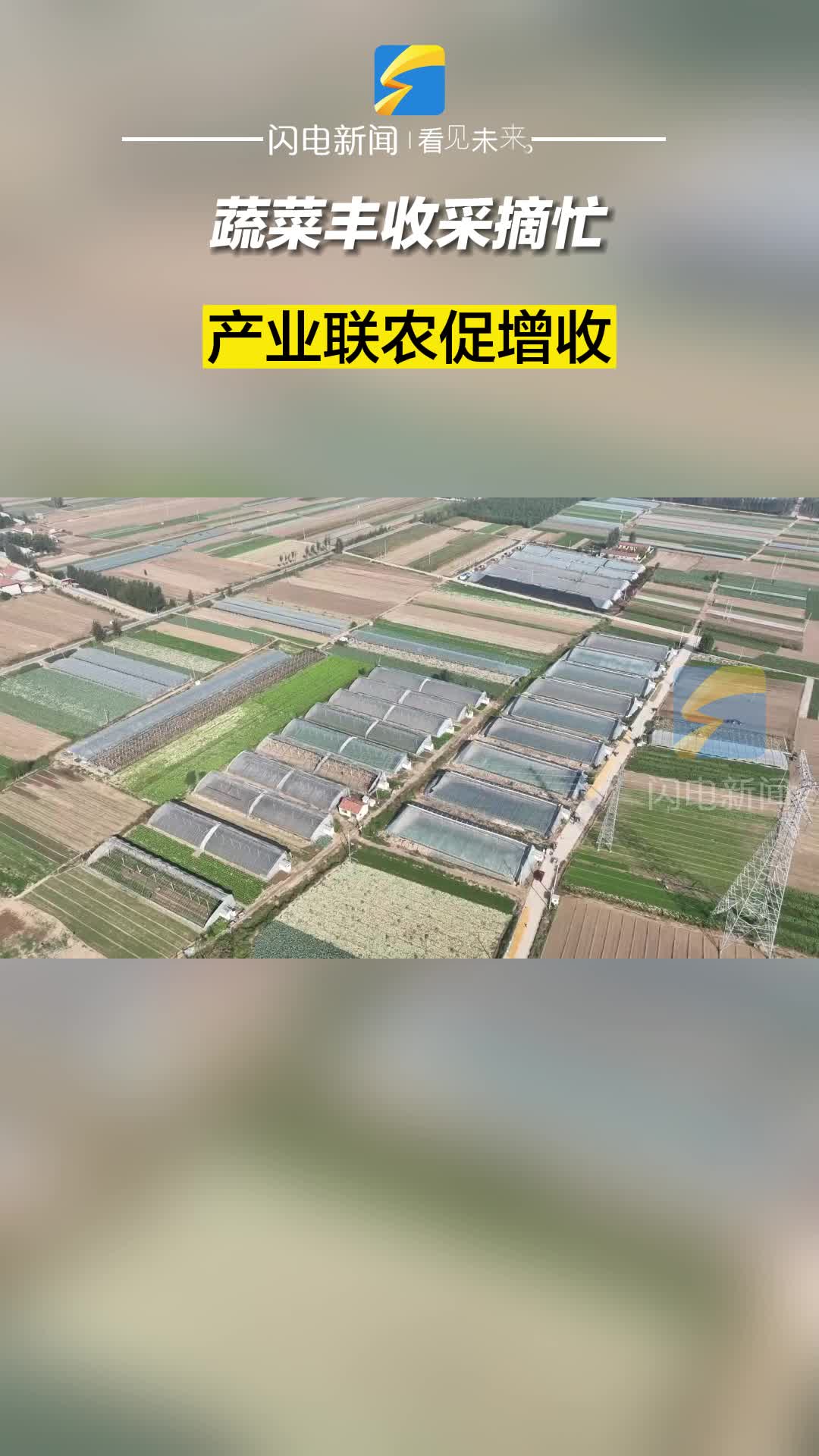 滨州阳信：蔬菜丰收采摘忙 产业联农促增收
