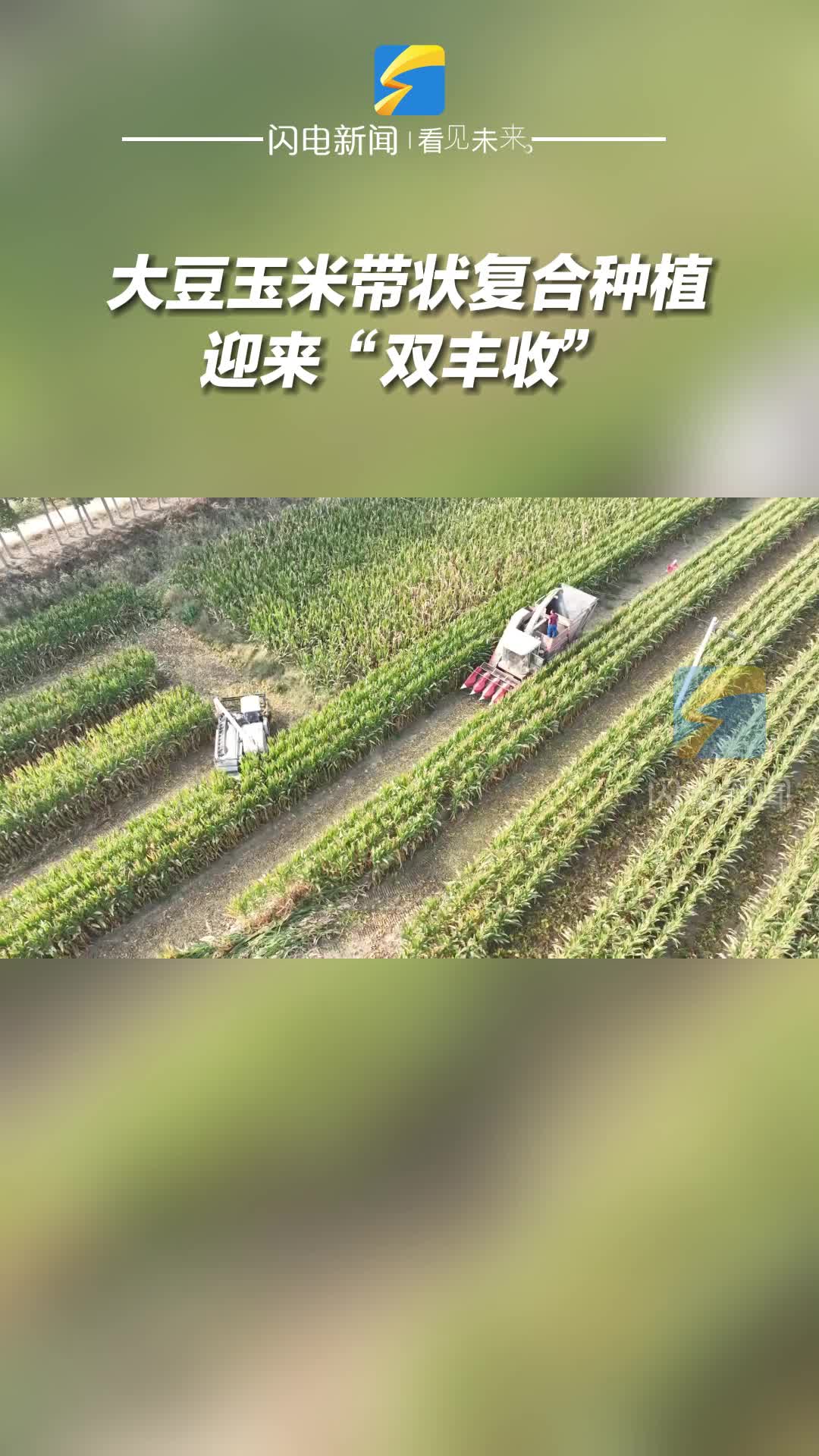 滨州阳信：大豆玉米带状复合种植迎来“双丰收”