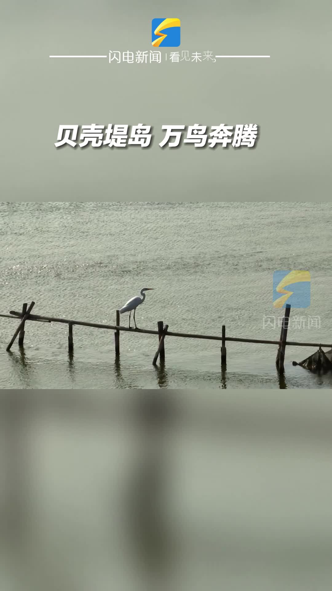 濱州無棣：貝殼堤島 萬鳥奔騰
