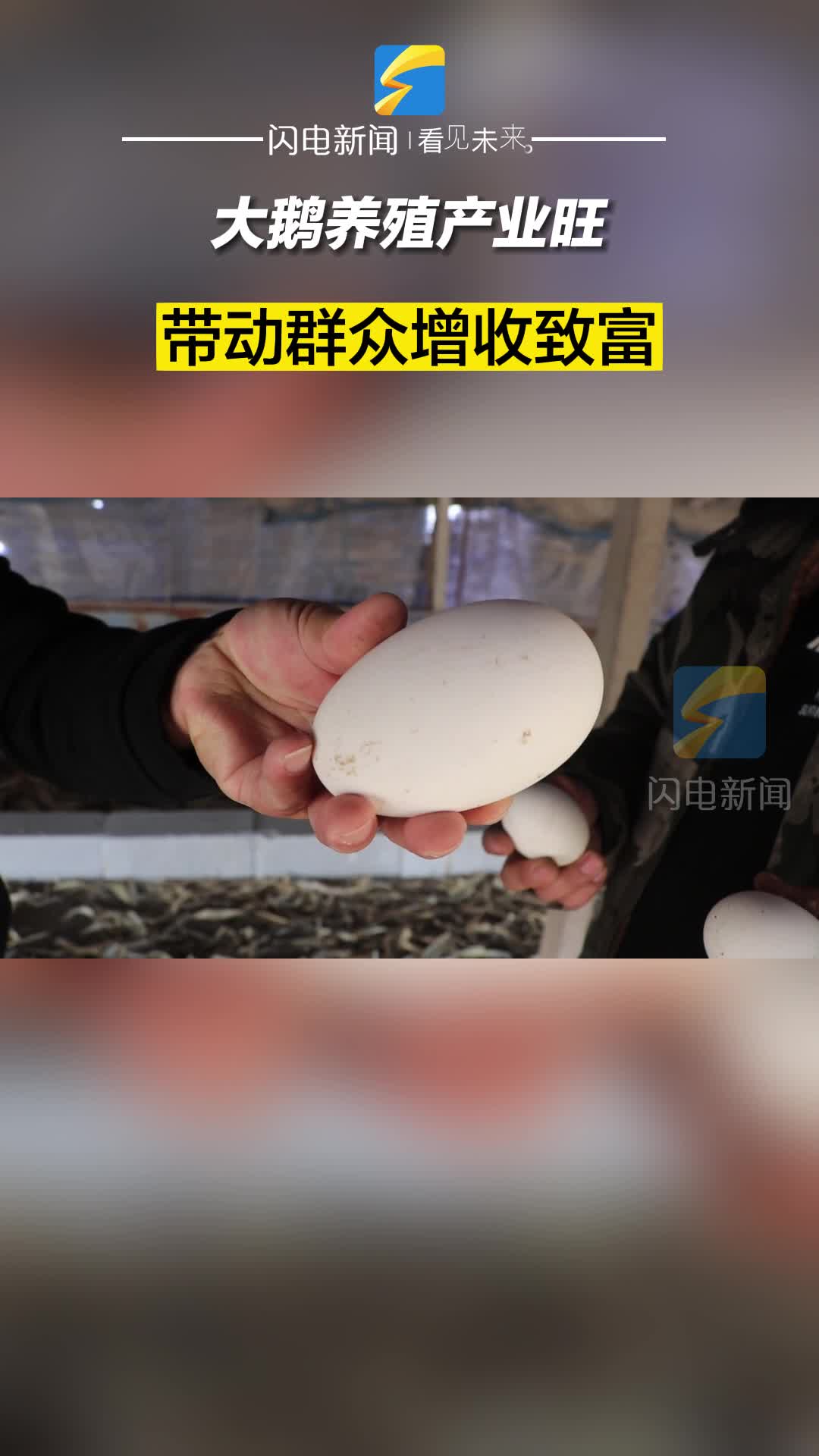 濱州陽信：大鵝養殖產業旺 帶動群眾增收致富