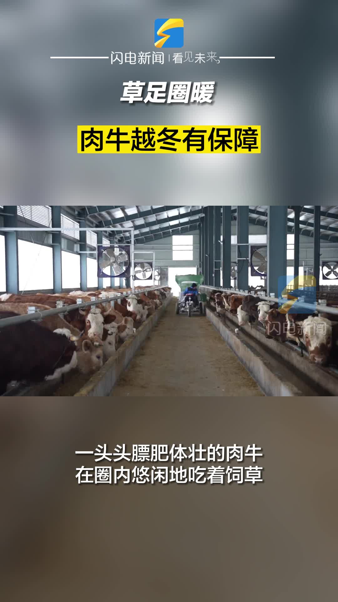 滨州阳信：草足圈暖 肉牛越冬有保障