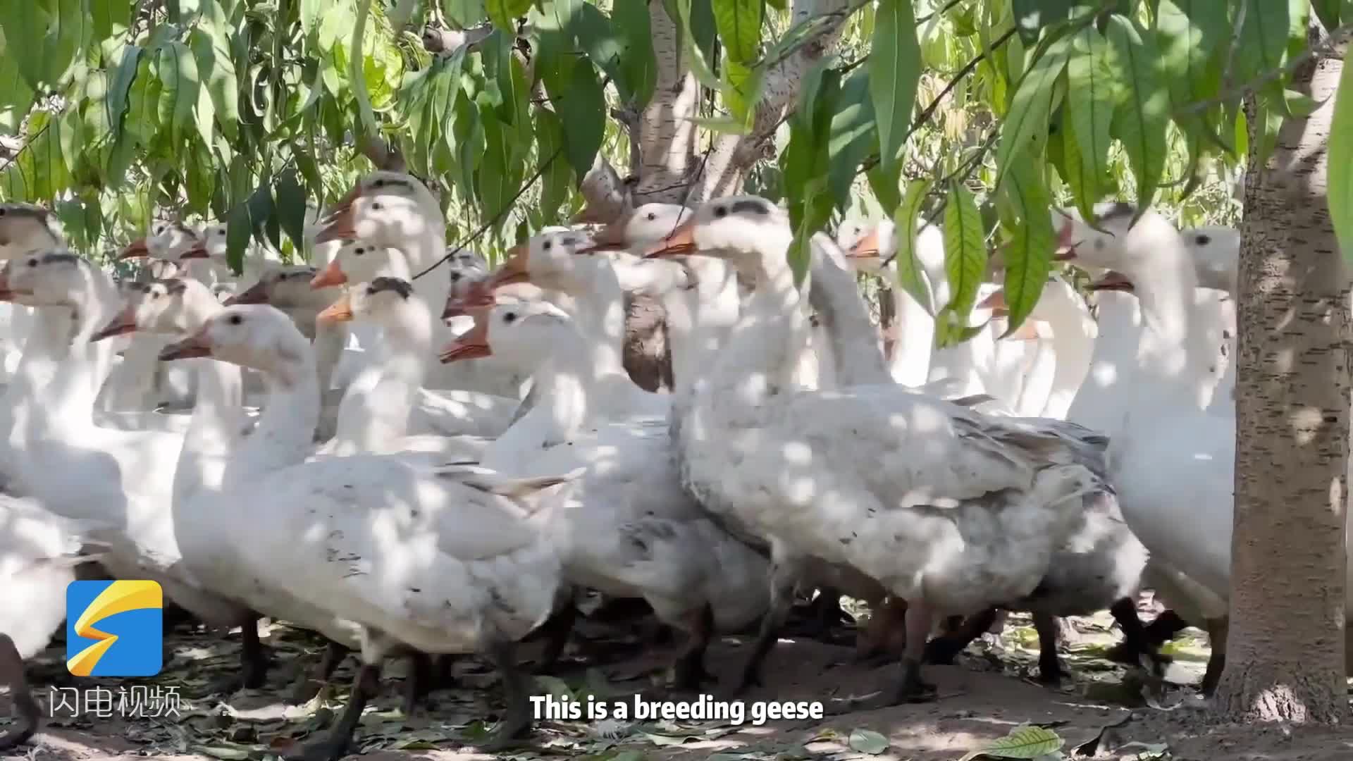 Explore Shandong: Coexistence of geese and peaches
